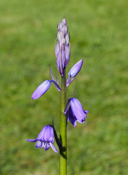 Uitlopende bloemknop boshyacint (Hyacinthoides non-scripta). Locatie, De Famberhorst 01
