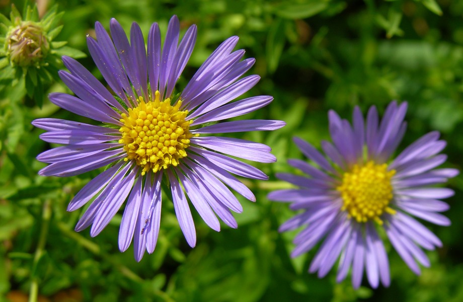 Unidentified Purple and Yellow Flowers 2300px