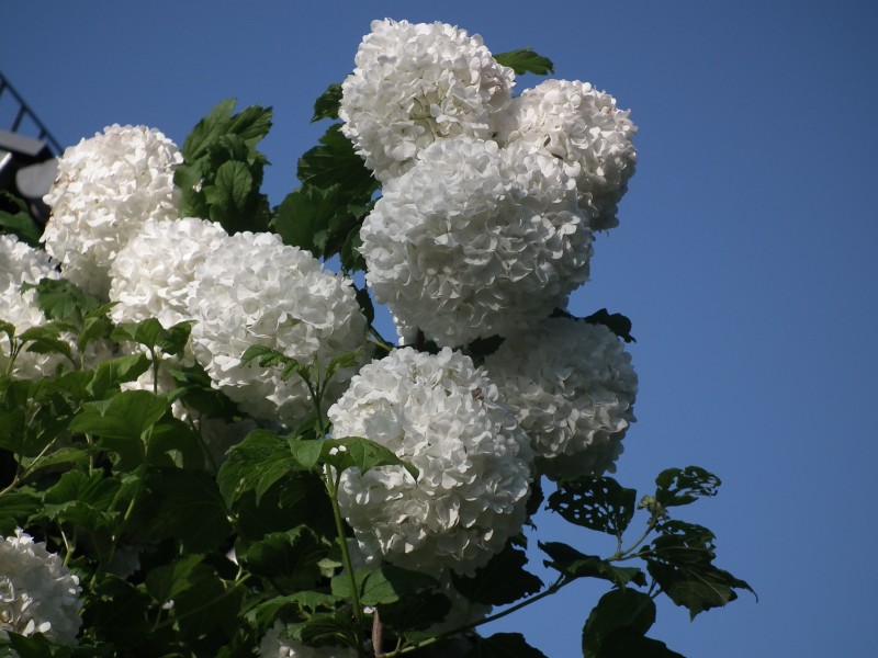 Viburnumblüten weiß