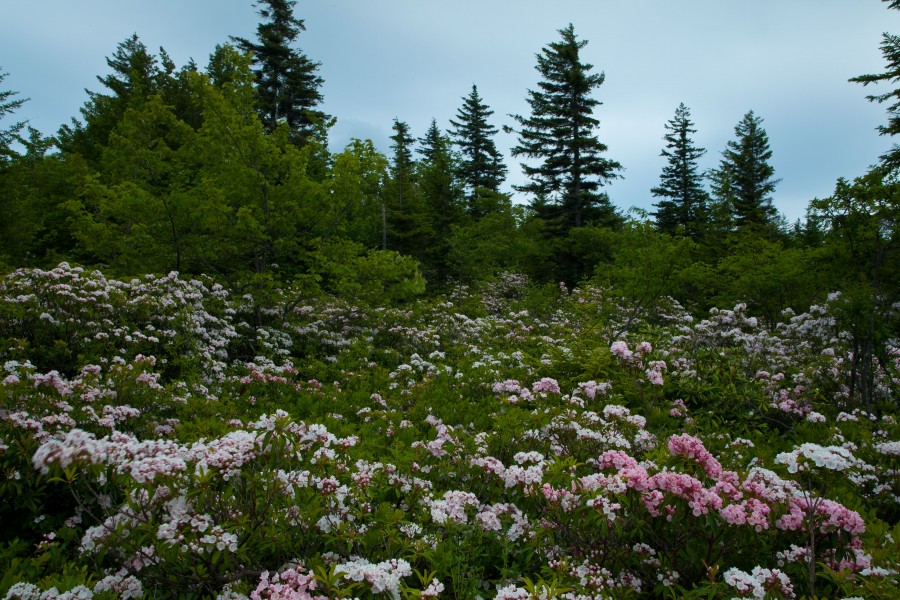 West-virginia-forest-field-flowers - West Virginia - ForestWander