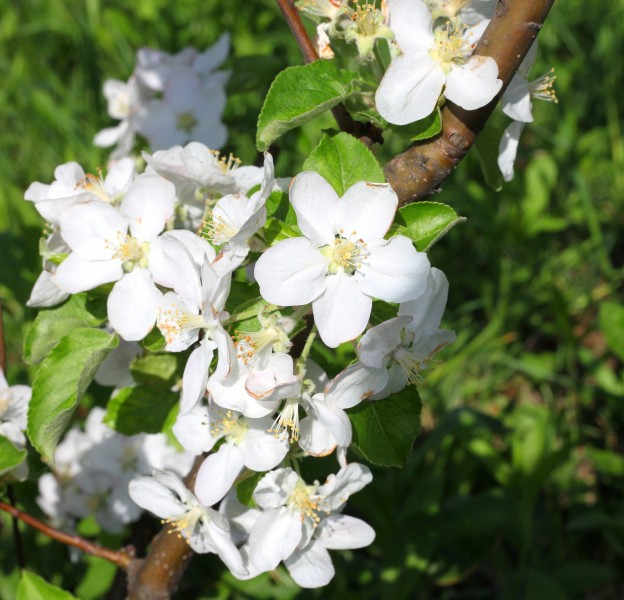 white blossom in May 2013