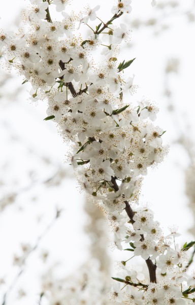 white blossom photographed in April 2014, photo 1/3