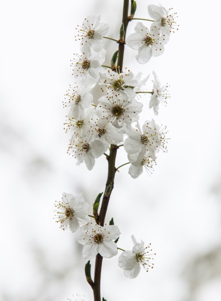white blossom photographed in April 2014, photo 2/3