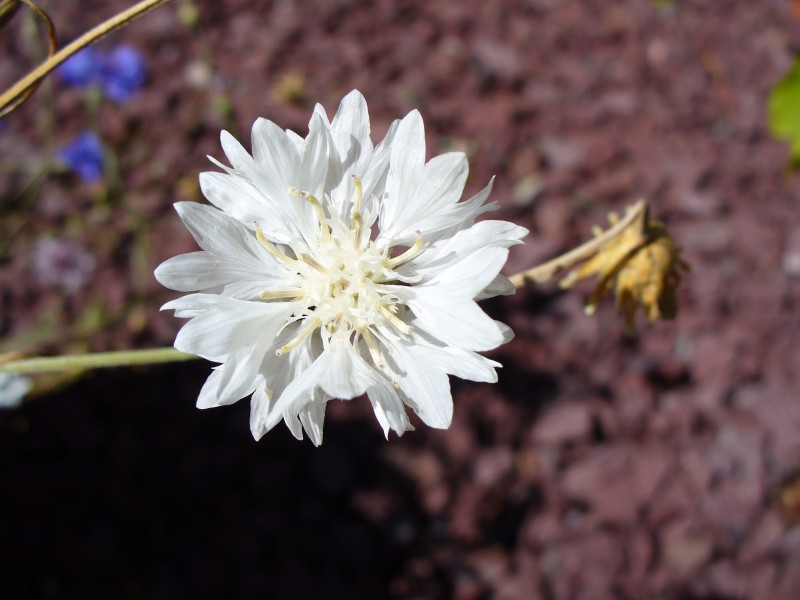 White Centaurea cyanus flowers 1