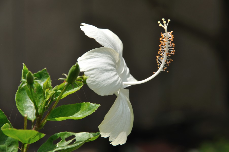 White Hibiscus 5822