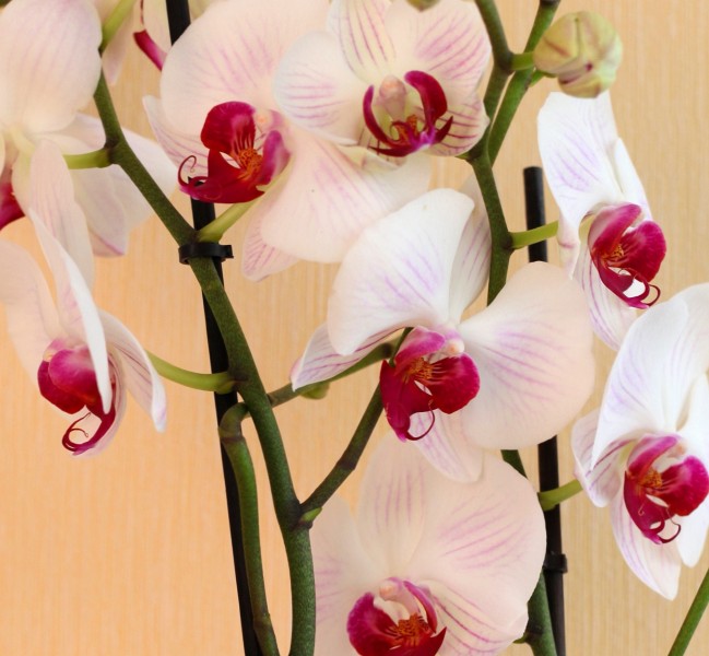 a beautiful creation of God: white orchids, photo 1