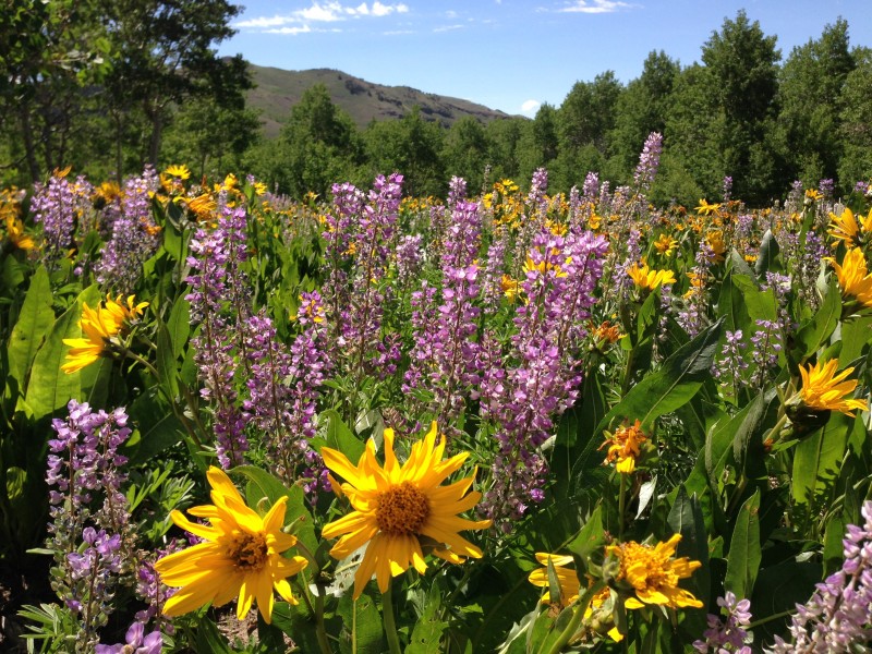 Wildflowers near Camp Draw in Copper Basin of the Humboldt-Toiyabe National Forest on June 28 2013