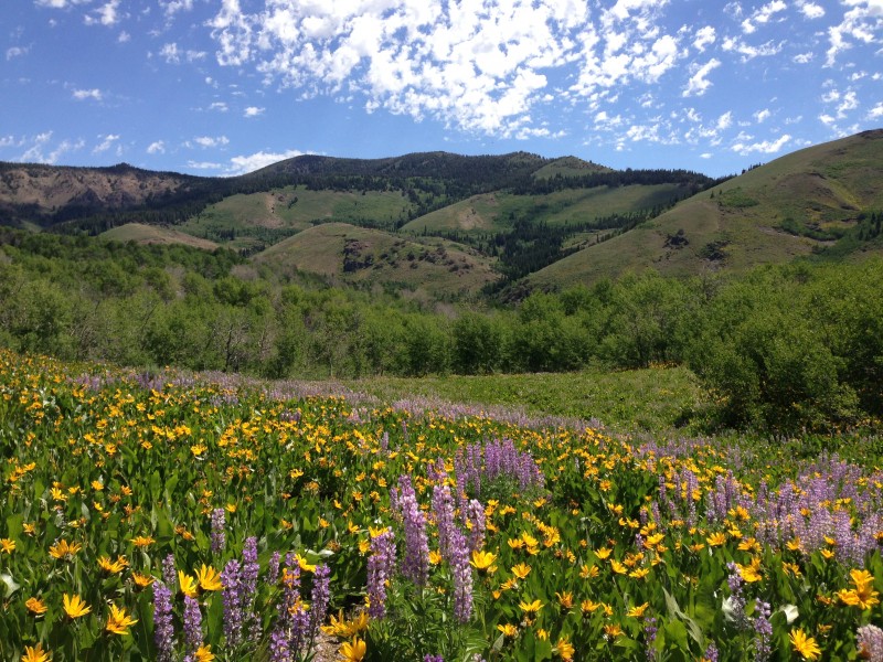 Wildflowers near Seventysix Creek in Copper Basin, Humboldt Toiyabe National Forest, Nevada on June 28th 2013