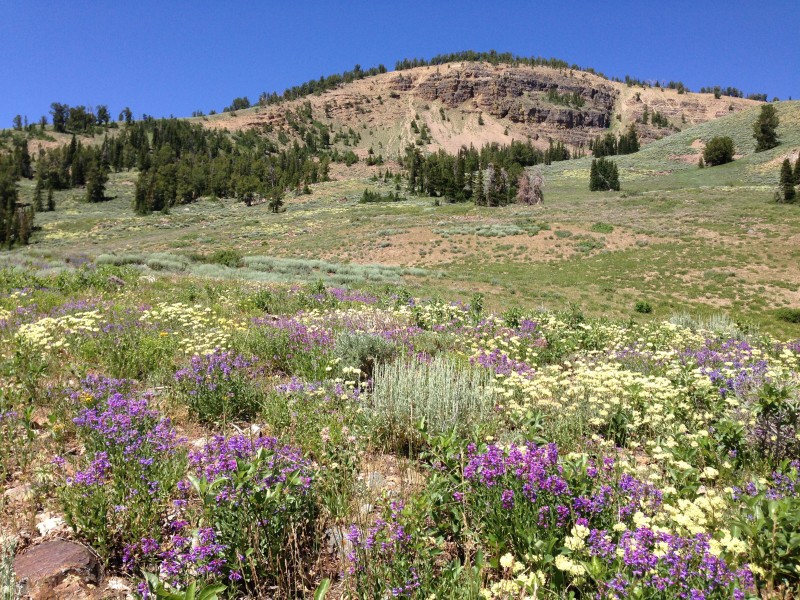 Wildflowers west of Coon Creek Summit in the Humboldt-Toiyabe National Forest on July 12th 2013