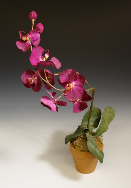 Wolfe-NWM-Orchid