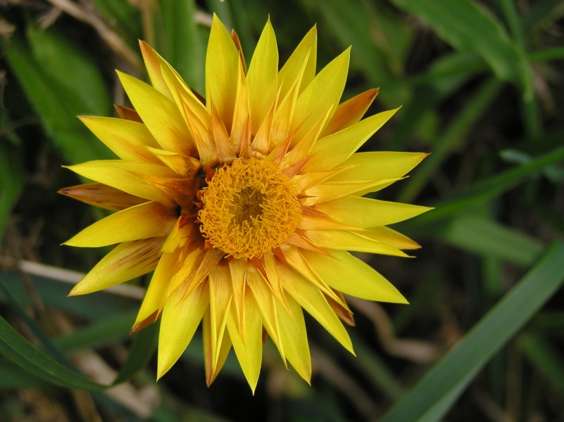 Yellow - orange flower