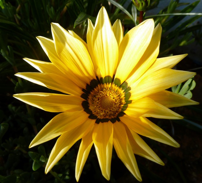 Yellow flower (5401637105)