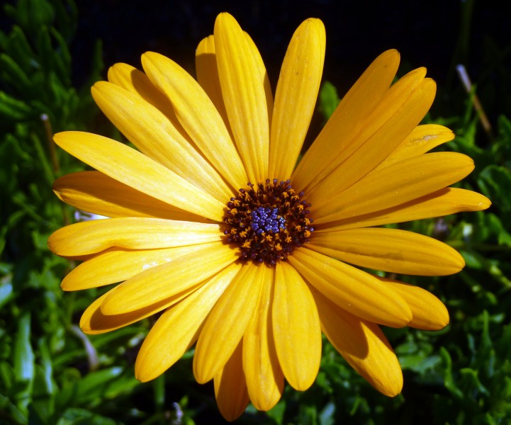 Yellow flower macro (4680245948)