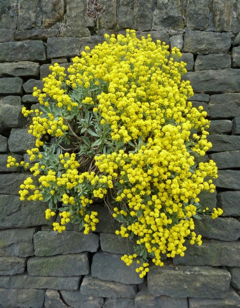 Yellow flowers in the wall