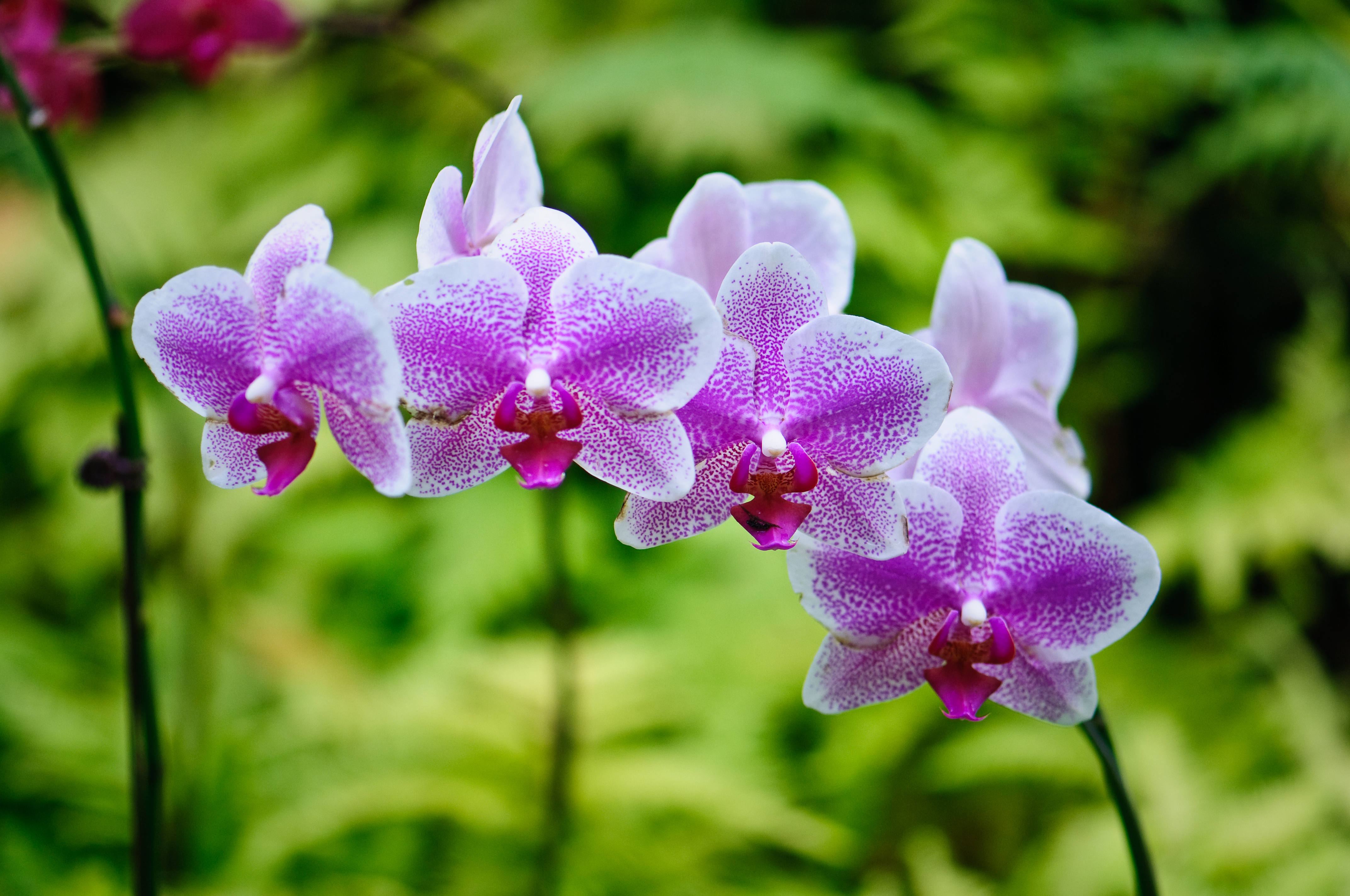 Purple Orchids (3002848562)