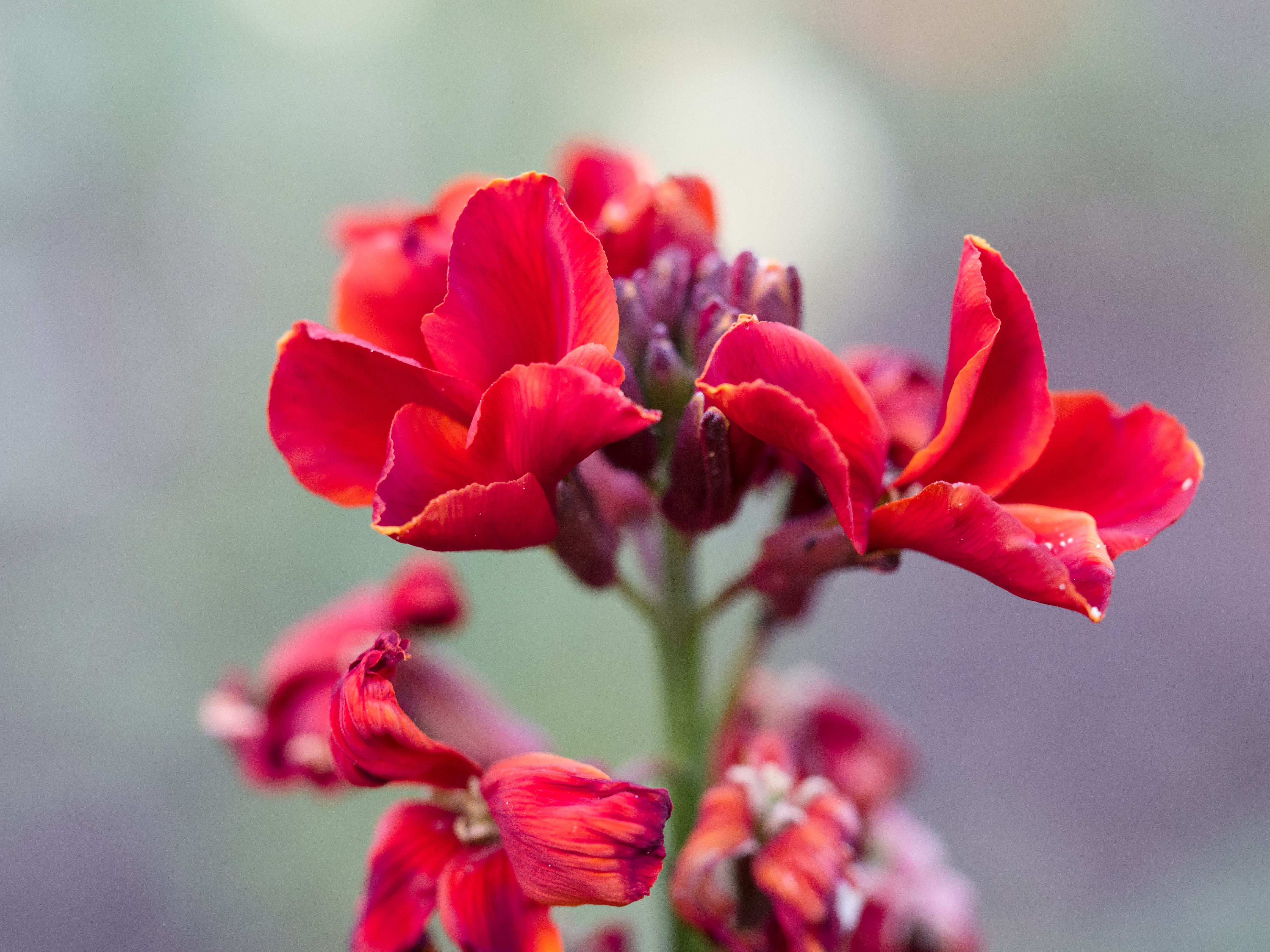 Red flowers (detail) (14330255411)