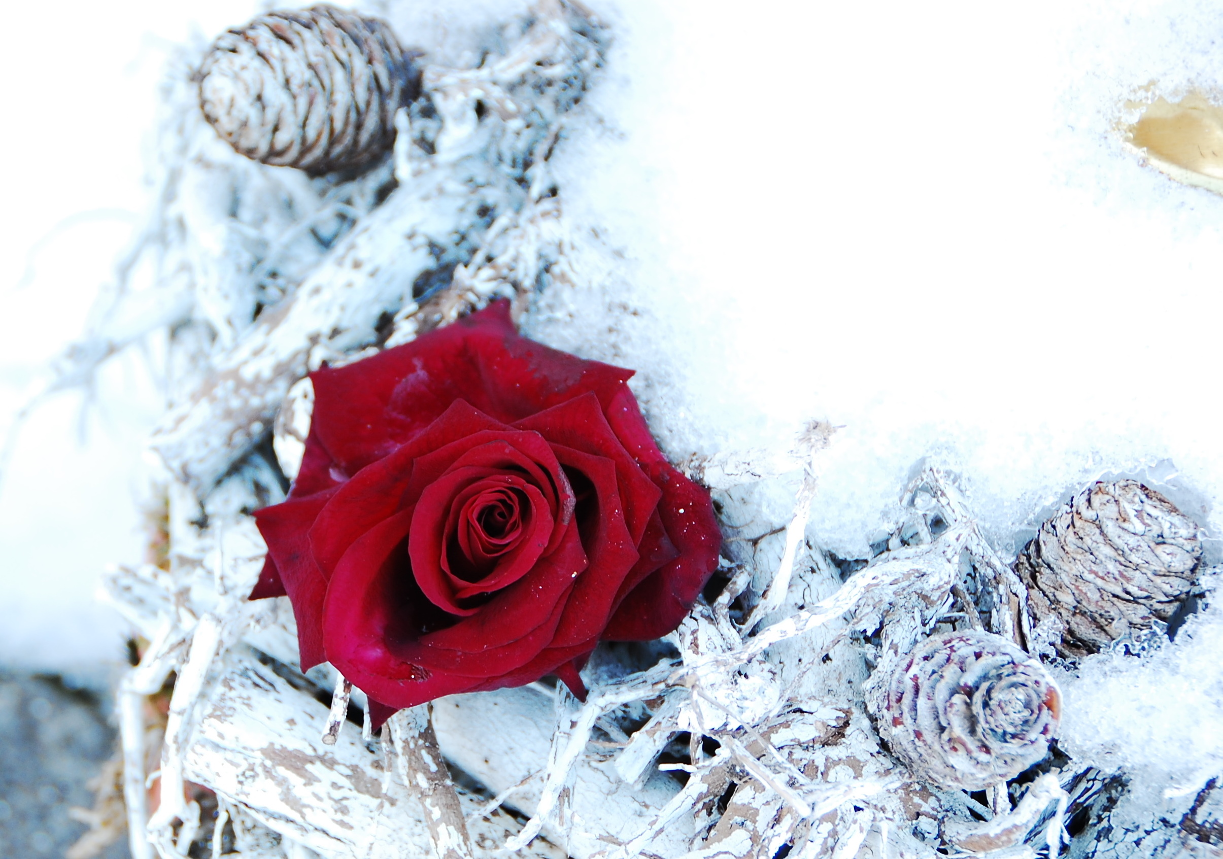Red rose in snow AB2013