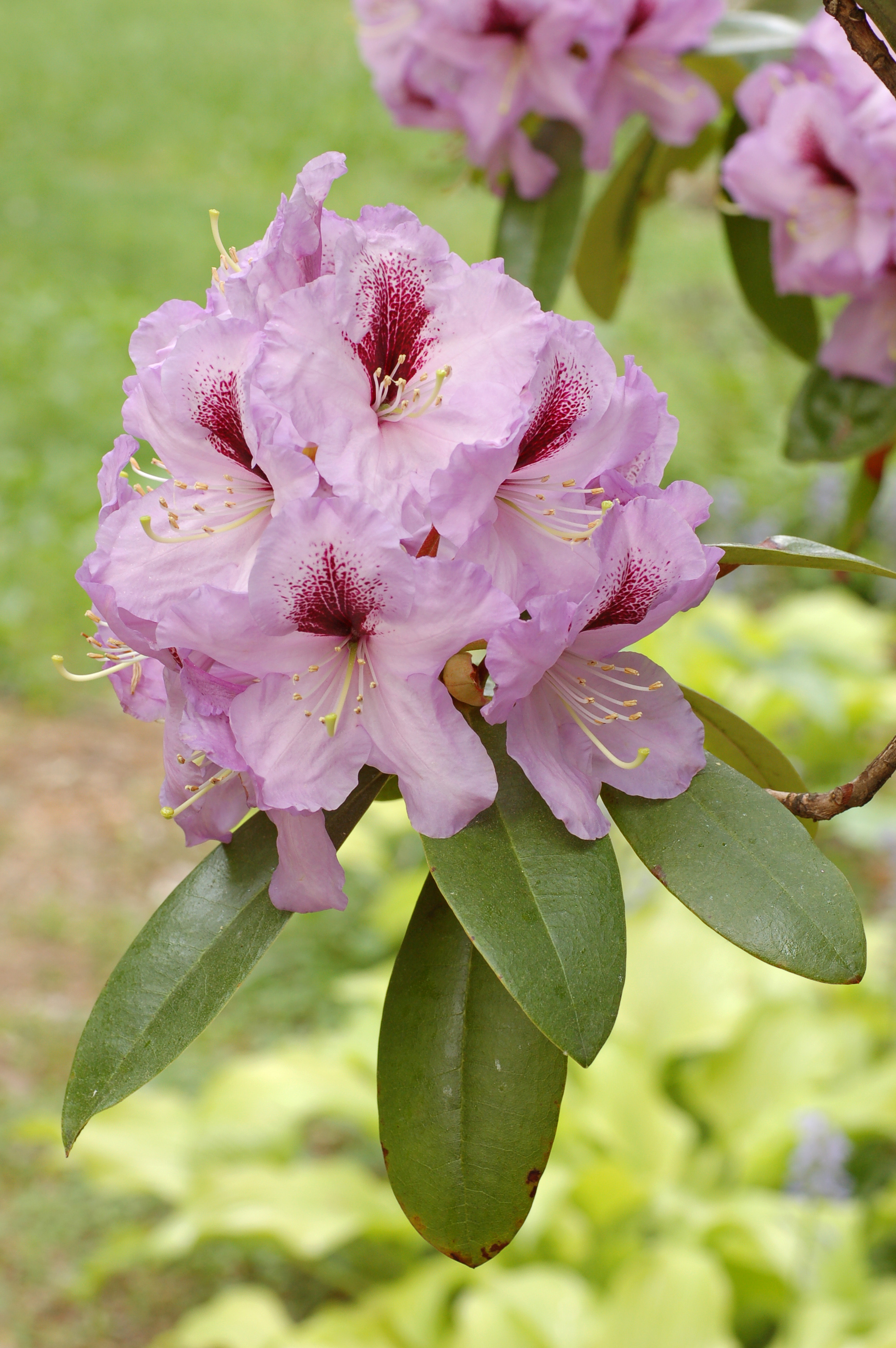 Rhododendron 'A. Bedford' Flowers 2000px