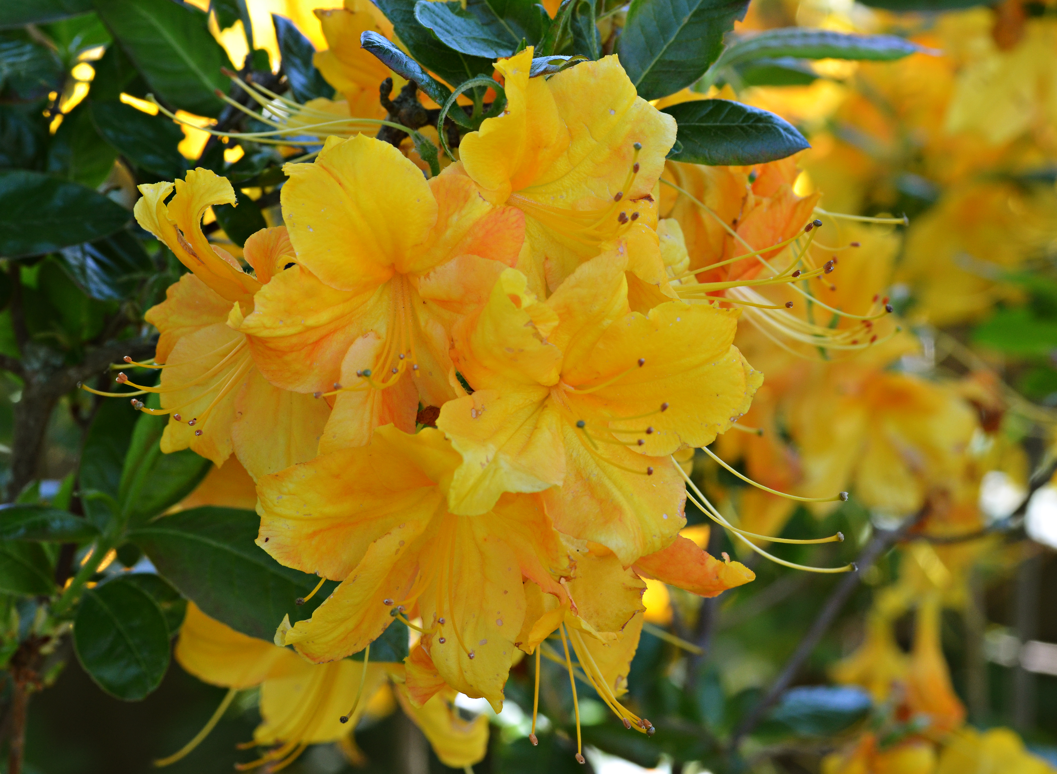 Rhododendron 'Klondyke' Flower