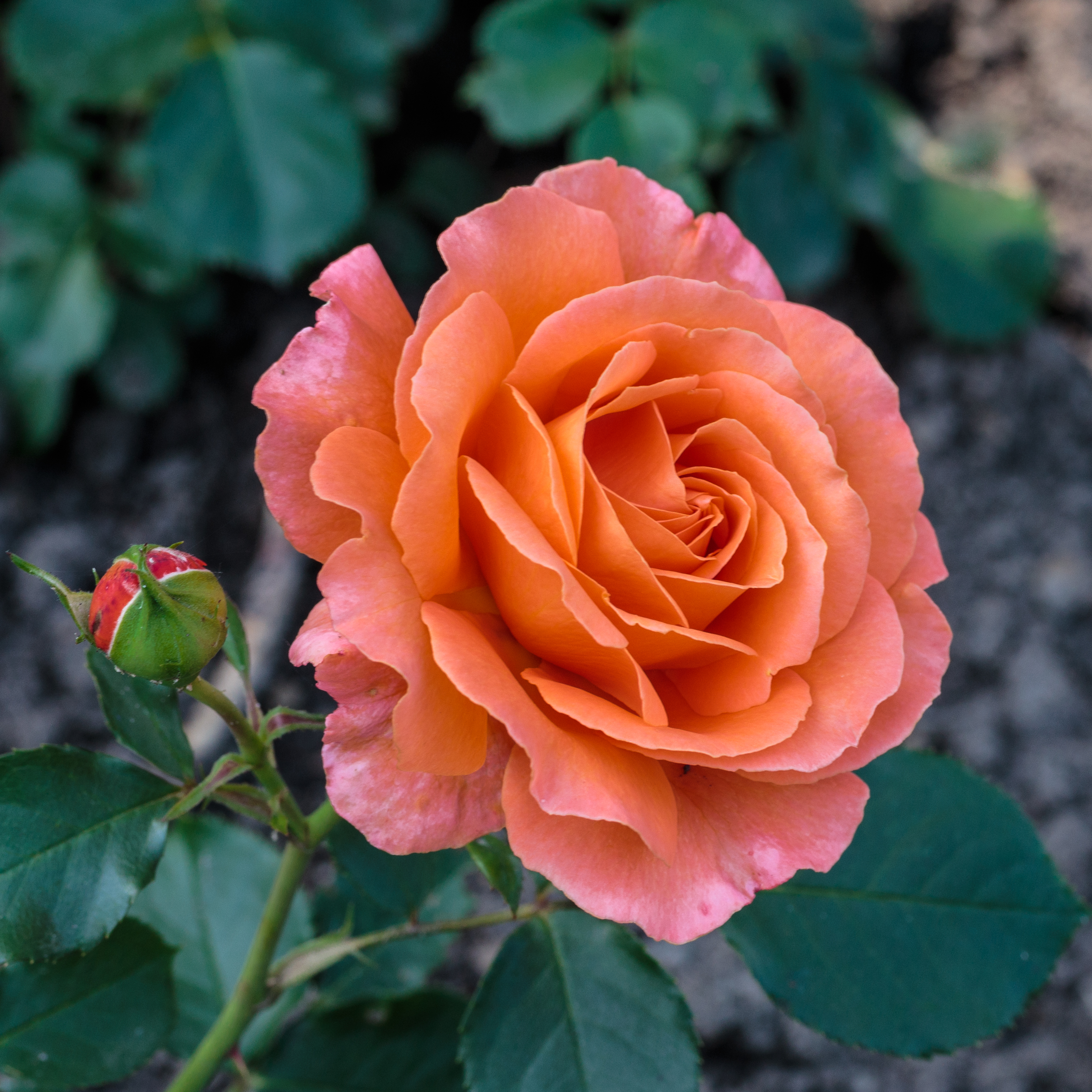 Rosa. Onbenaamde cultivar (actm) 01