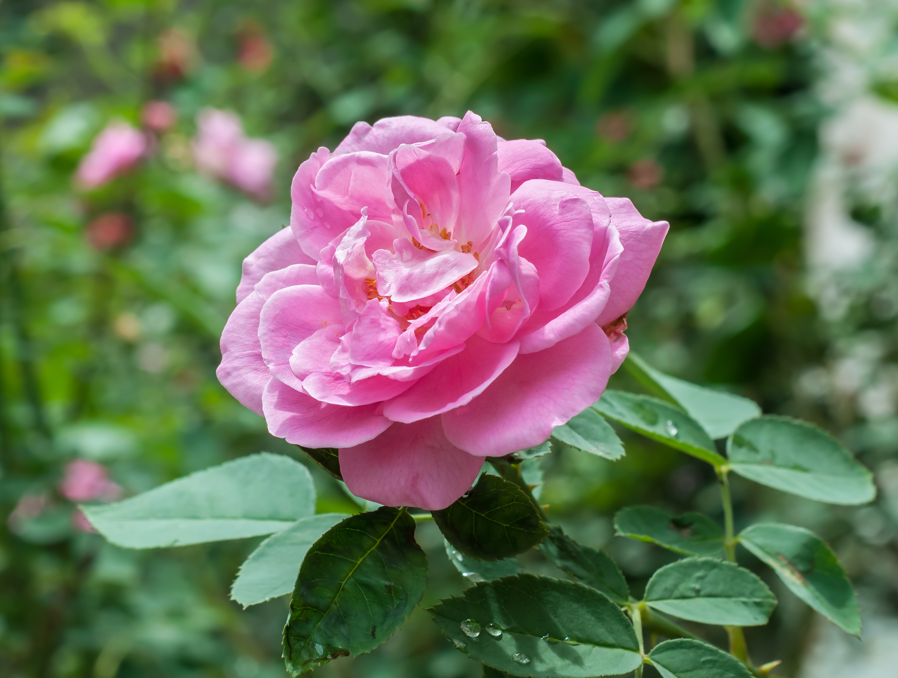 Rosa × centifolia 21072014 (2)