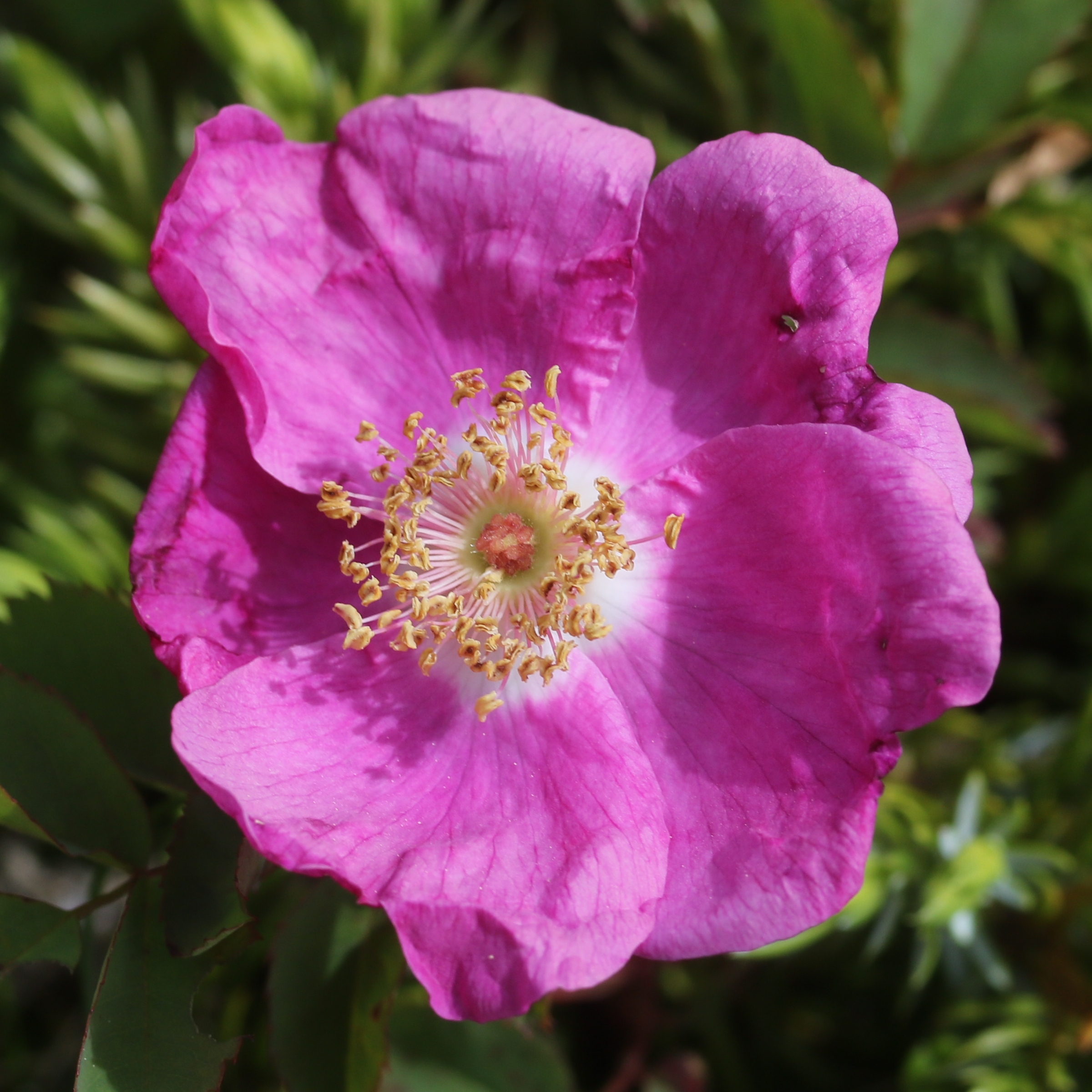 Rosa nipponensis (flower s12)