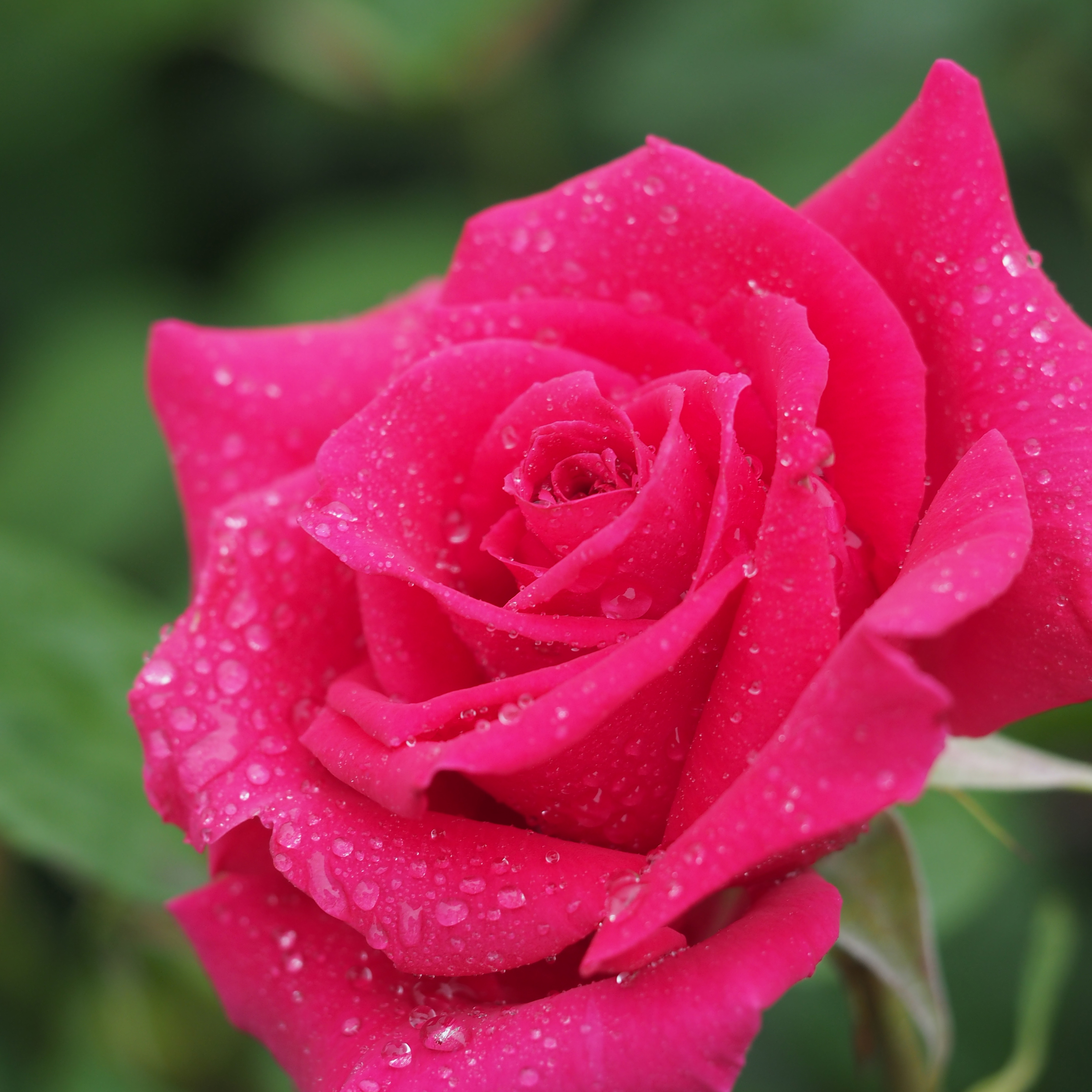 Rose, Sumhole, バラ, サムホール, (17860270661)