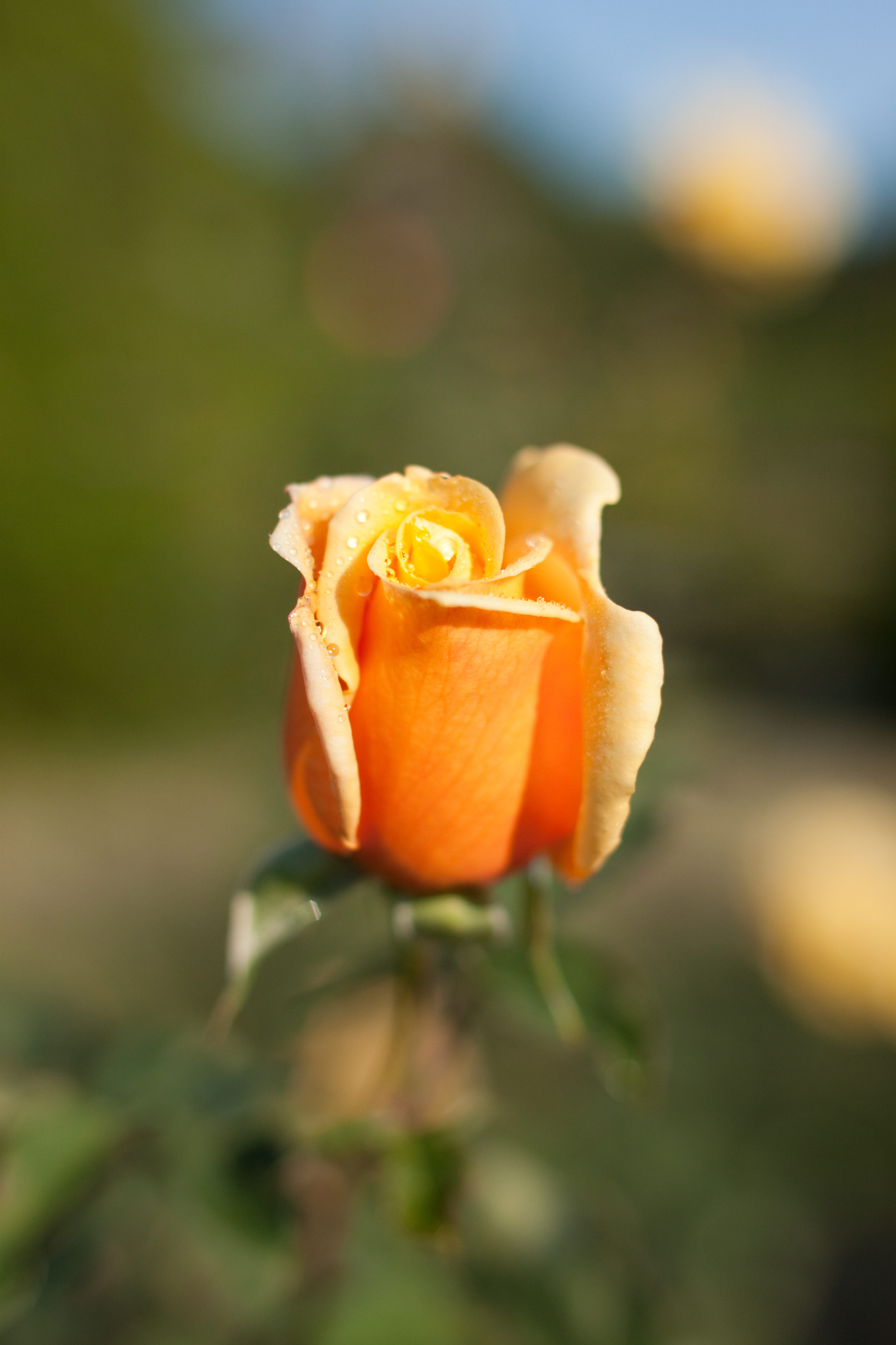 Rose, Sun King - Flickr - nekonomania