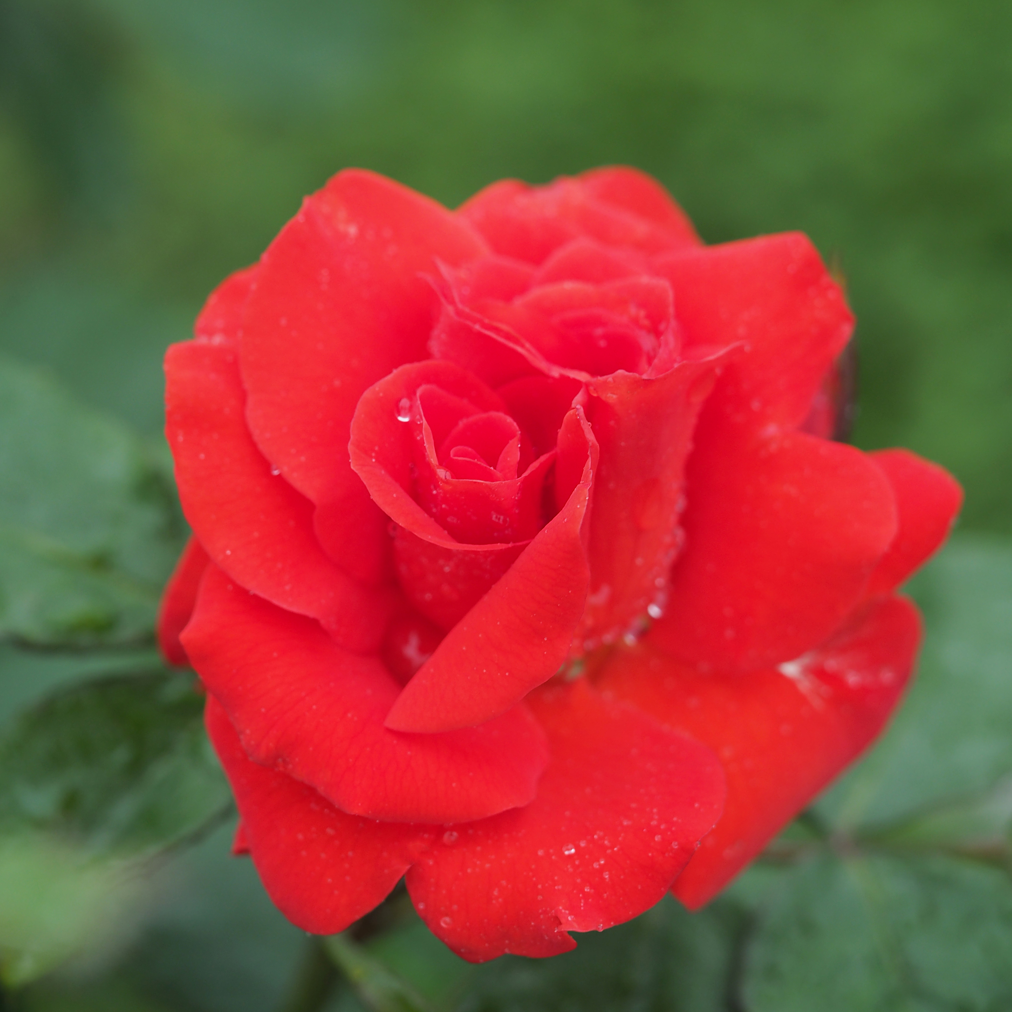 Rose, Tchin-Tchin, バラ, チンチン, (17568038878)