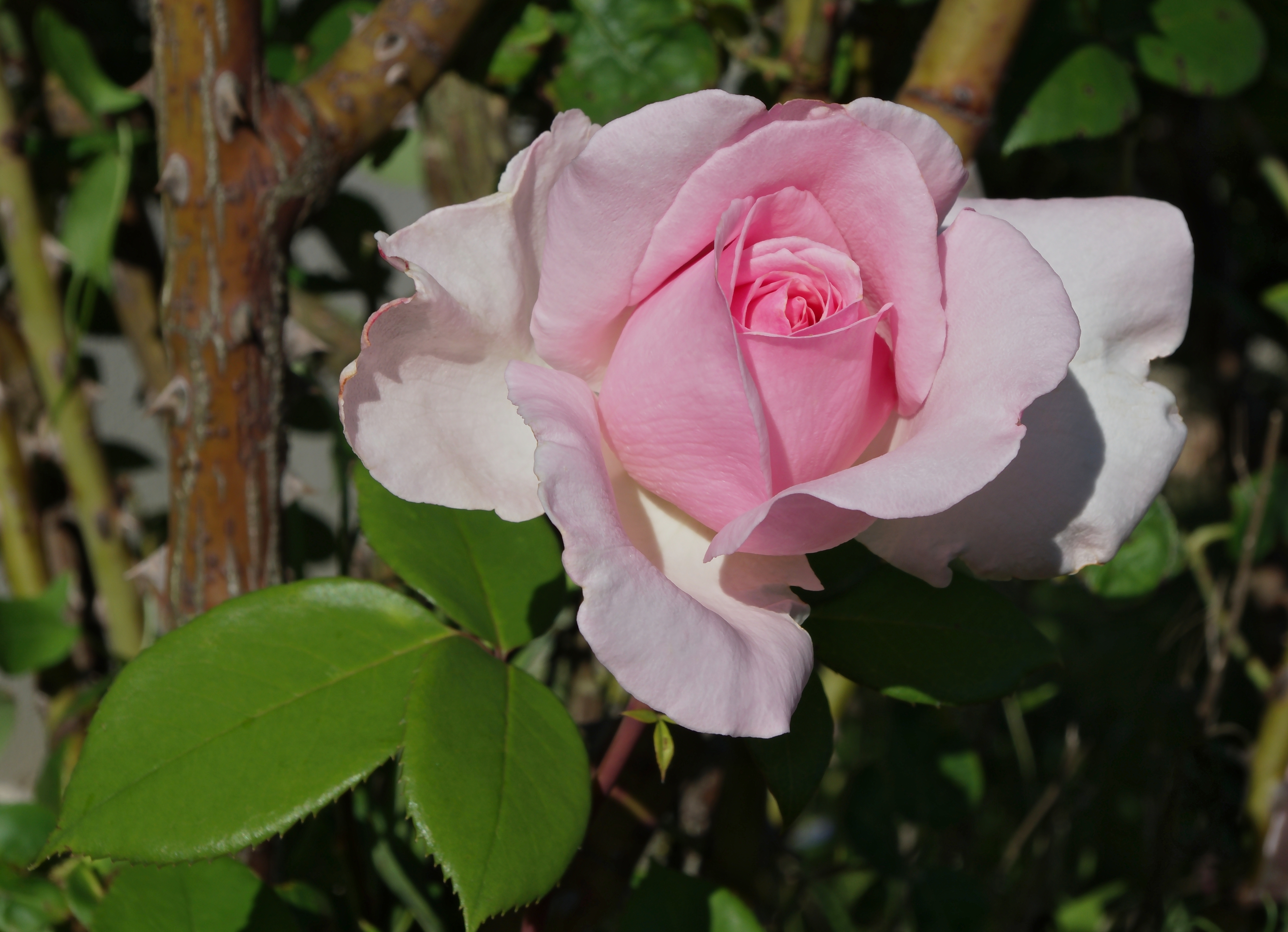 Rose FR 2012