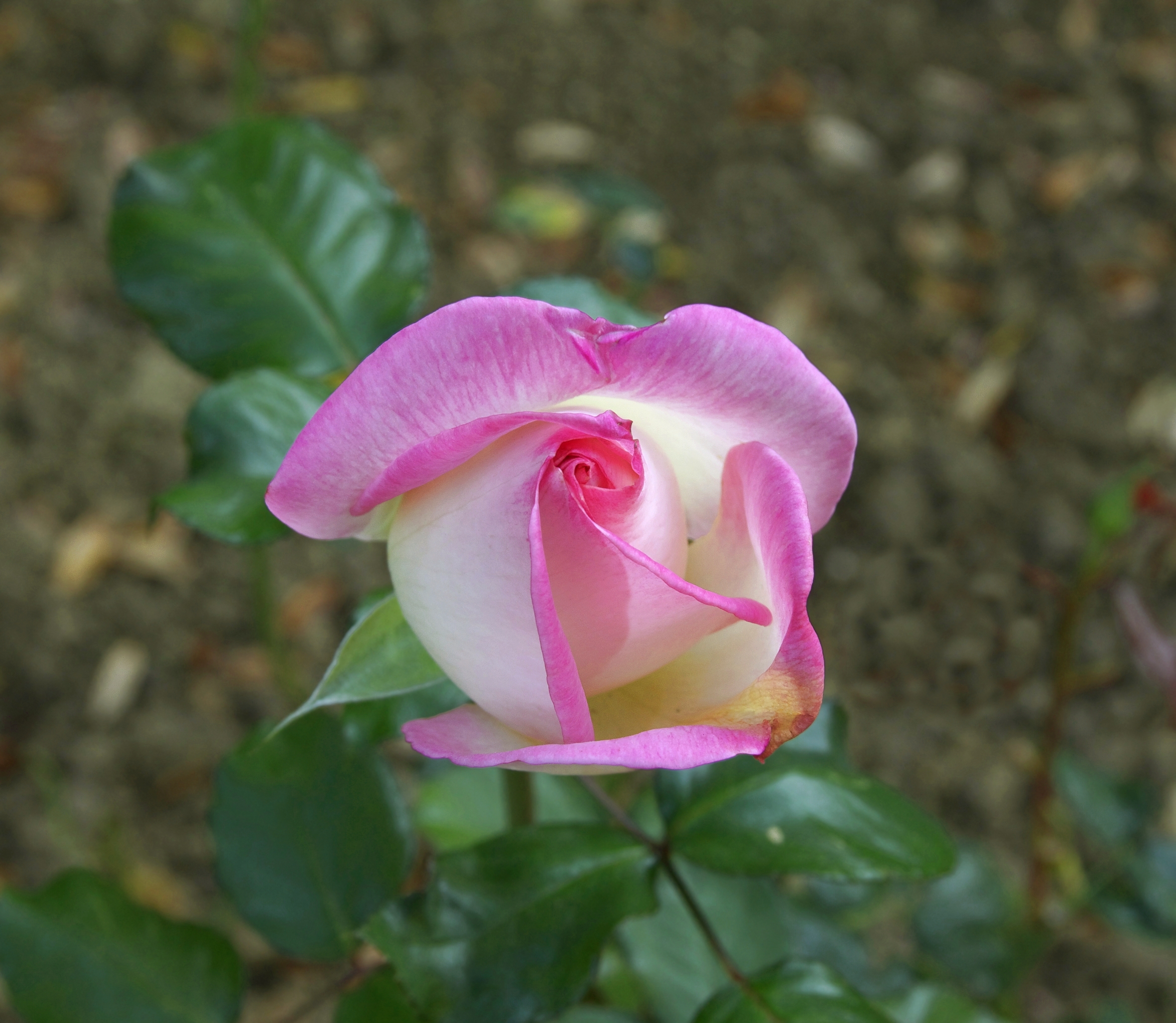 Rose Hybride de Thé JdP 10 2011