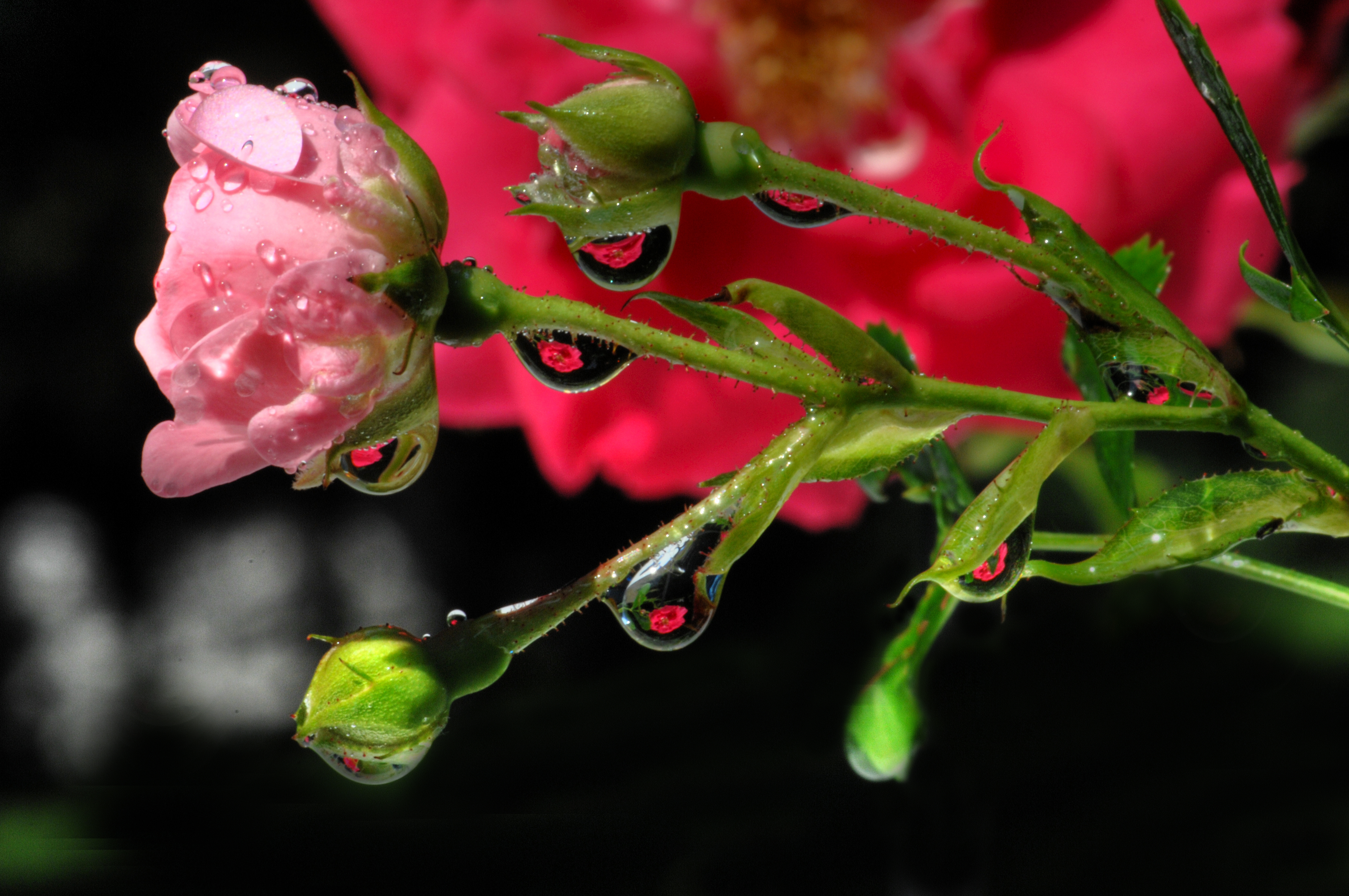 Rosen durch Wassertropfen fotografiert. 09