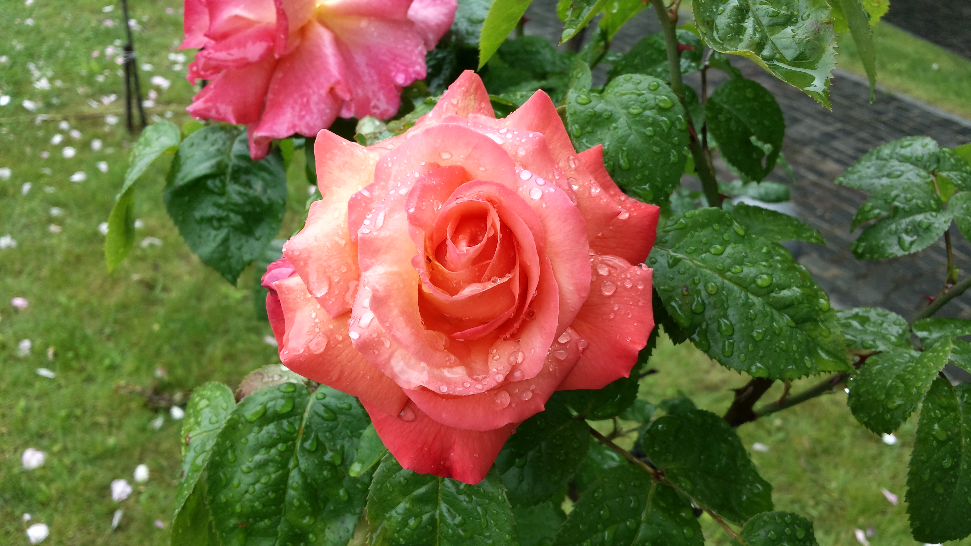 Roses after rain