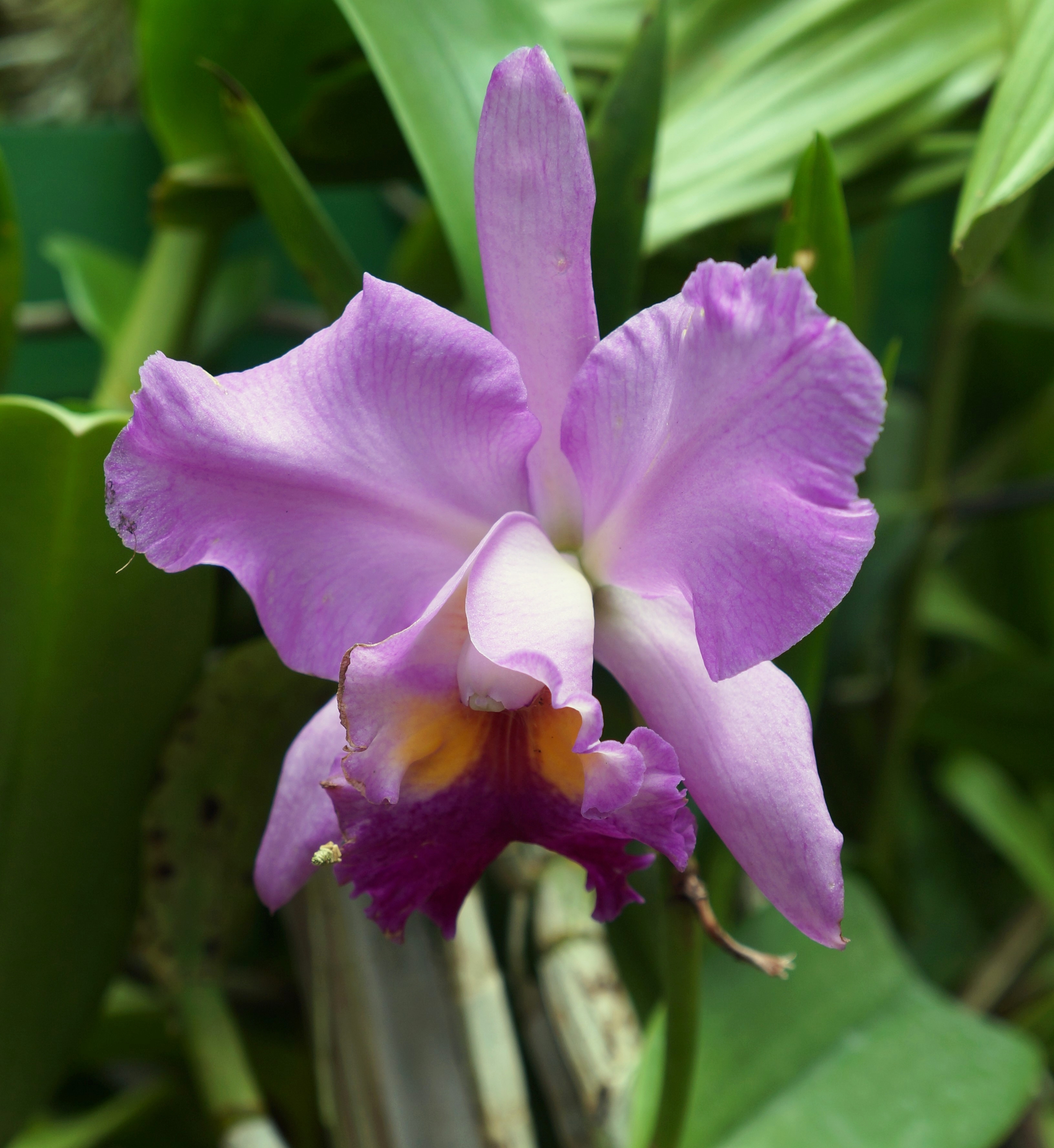 Royal Botanical Gardens serre des orchidées de Peradeniya . - Arundina graminifolia
