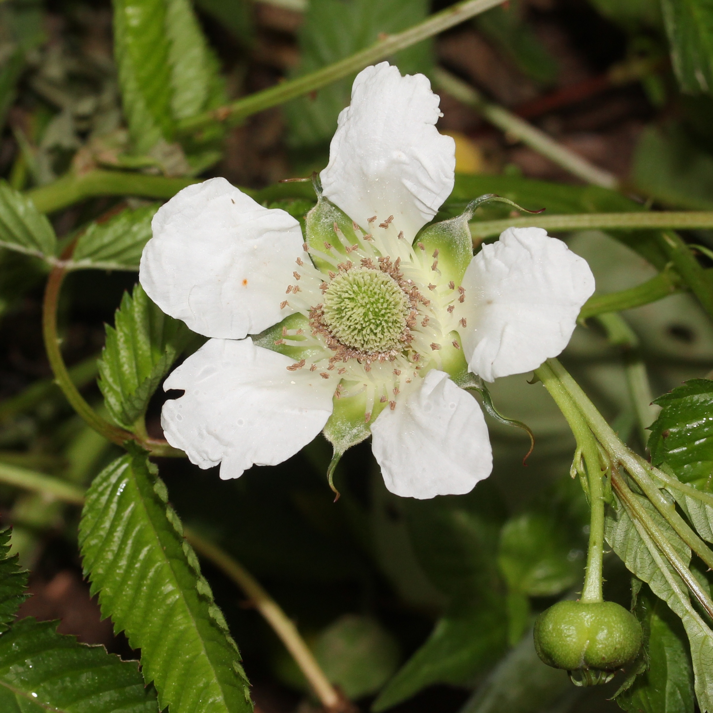 Rubus illecebrosus (flower s6)