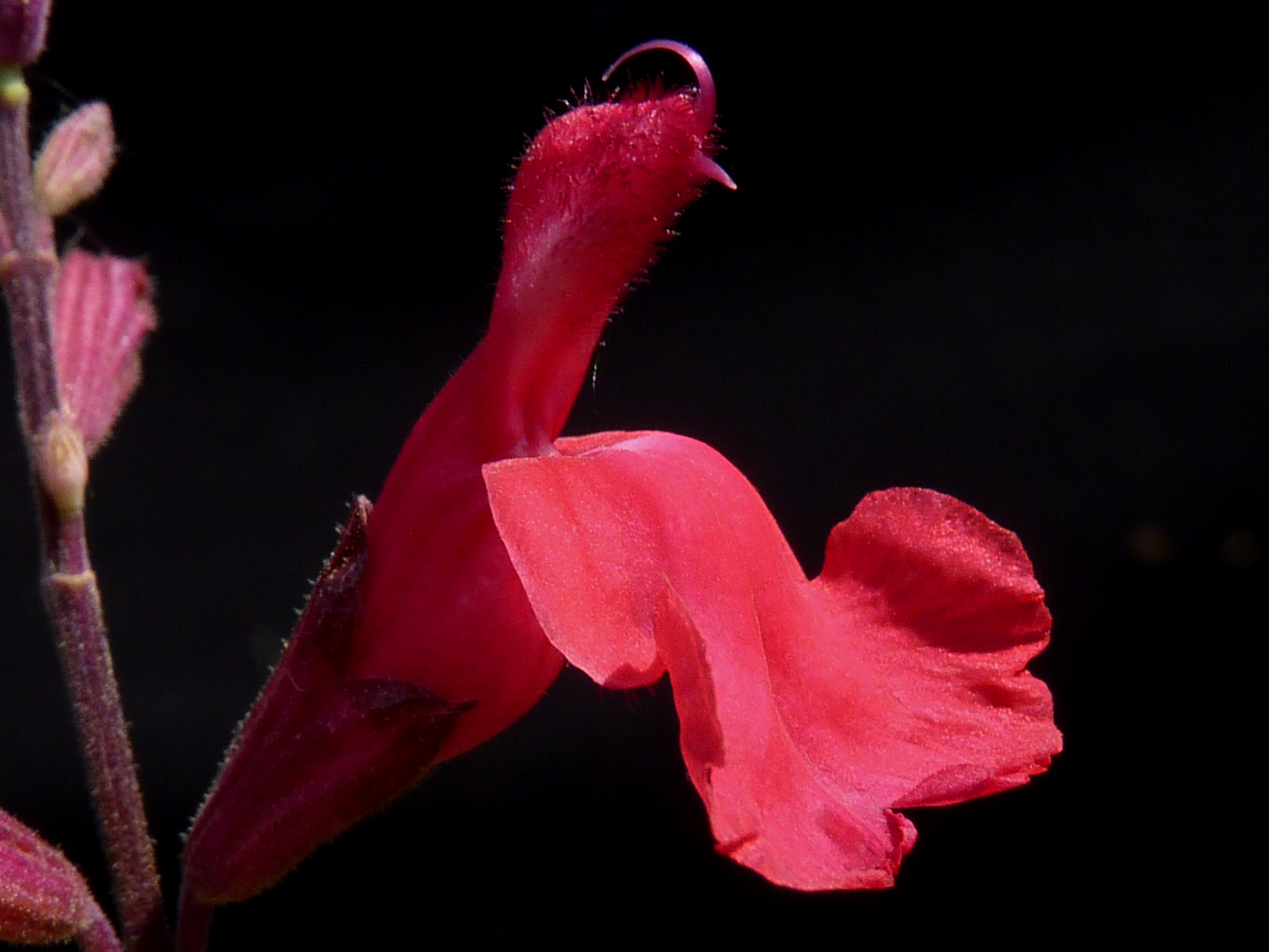 Salvia greggii 'Desert Blaze' J3