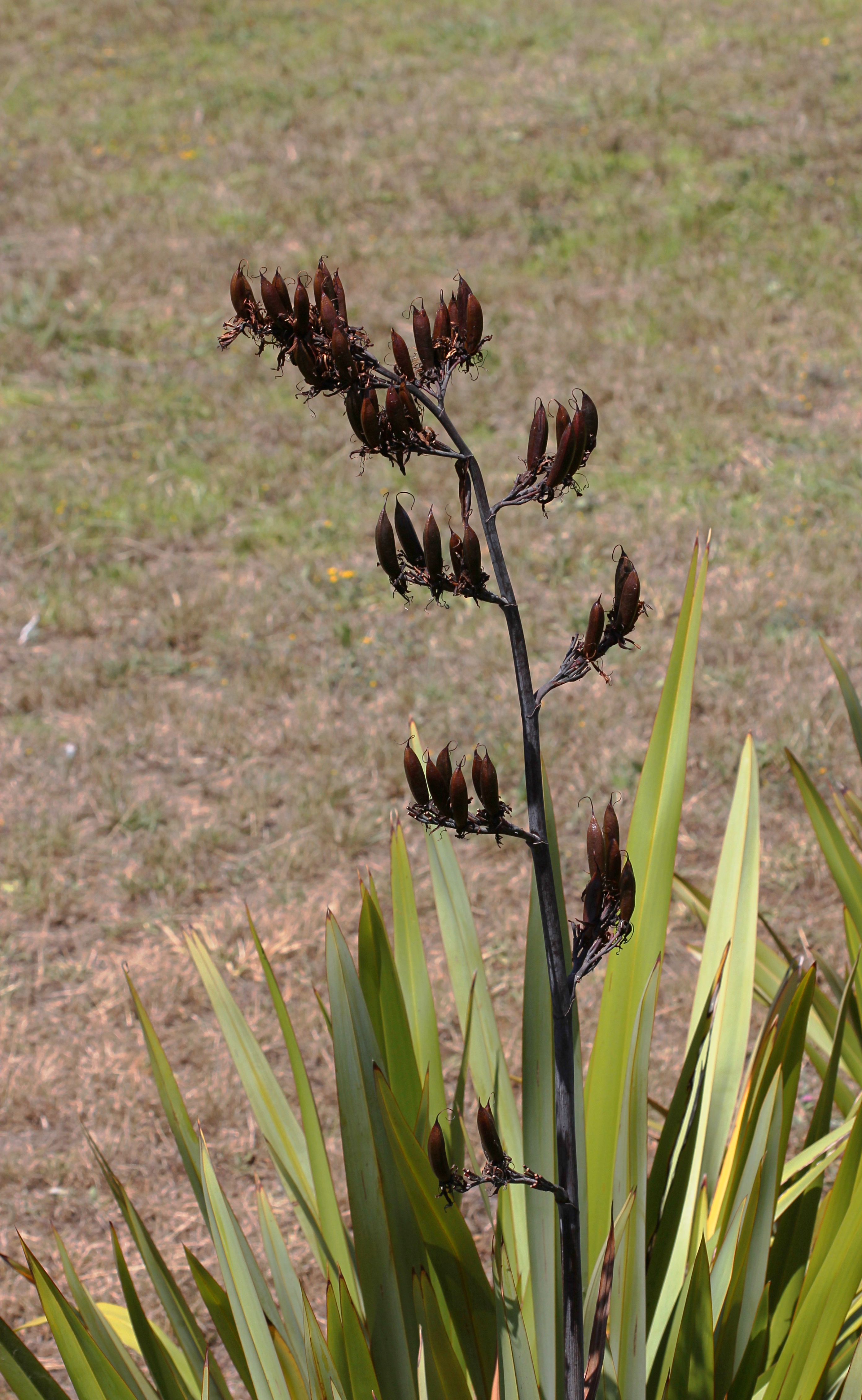 Seed pods of New Zealand flax (Phormium tenax) T2i IMG 101 5940