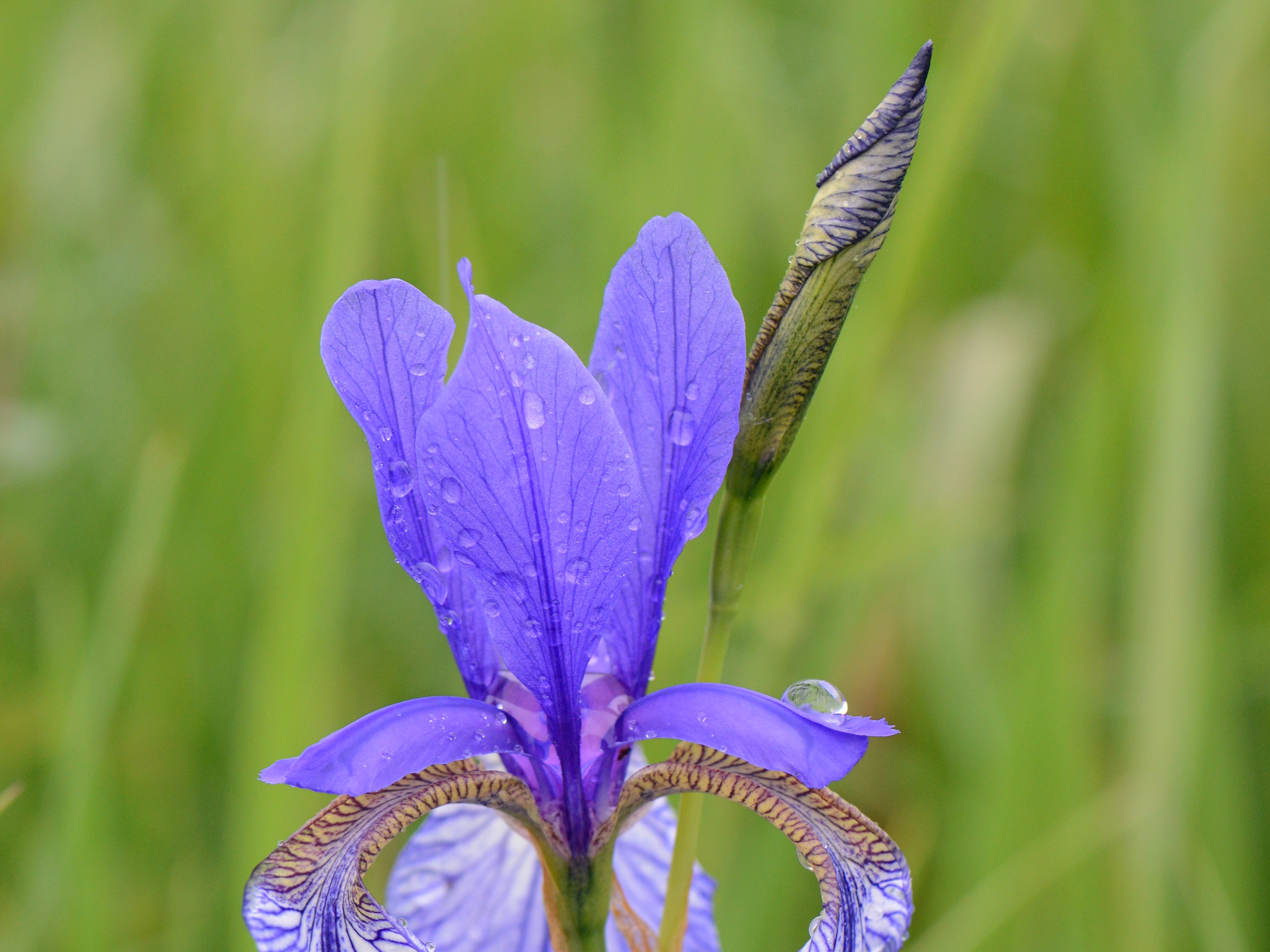 Sibirische Schwertlilie, Iris sibirica 05