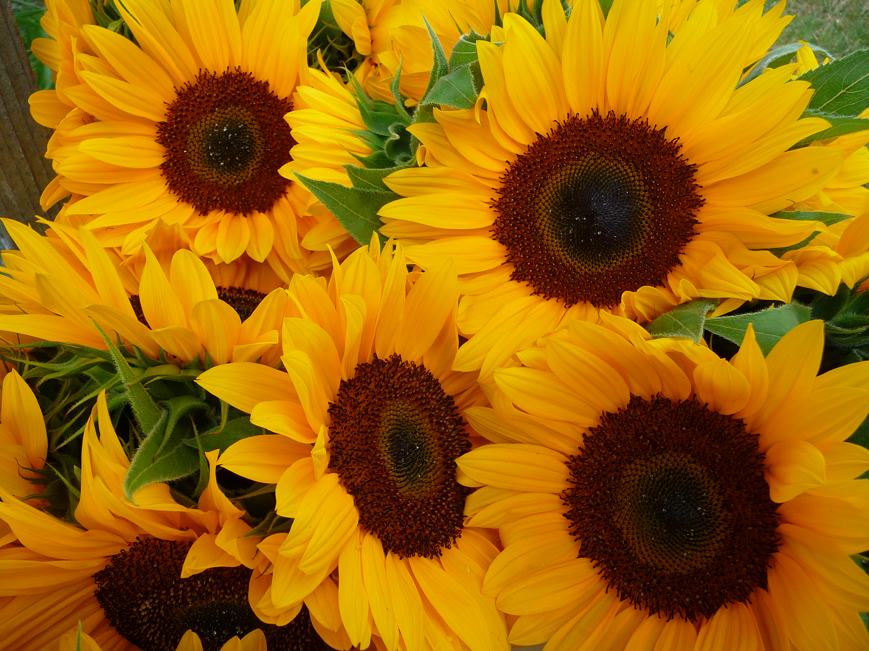 Sonnenblumen im Bund