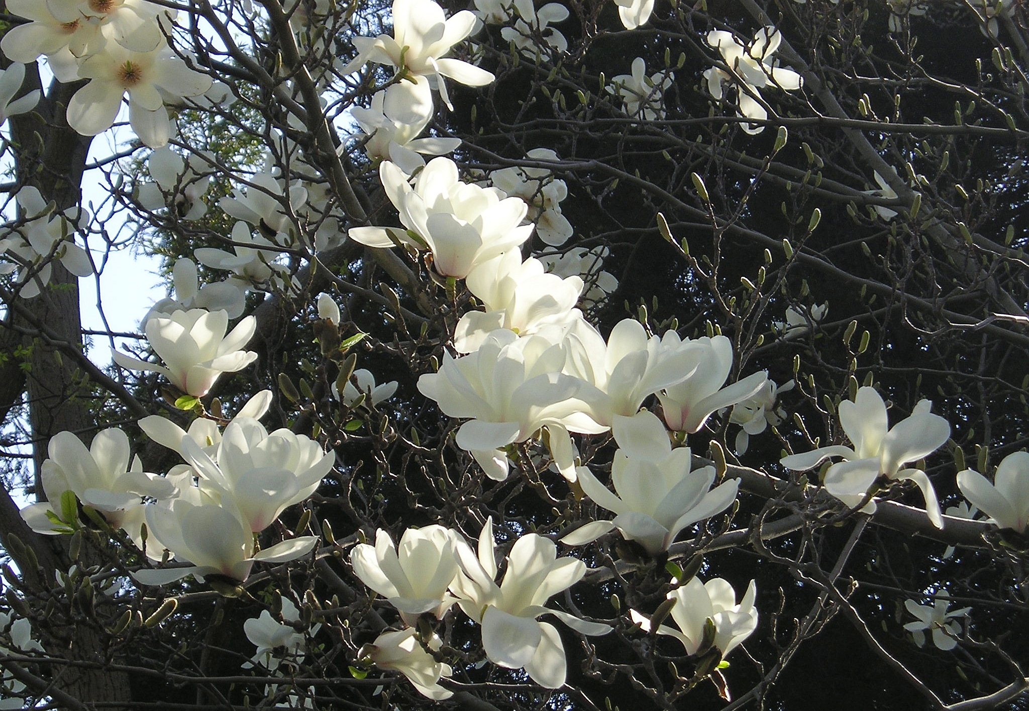 Stern-Magnolie (Magnolia stellata) 1