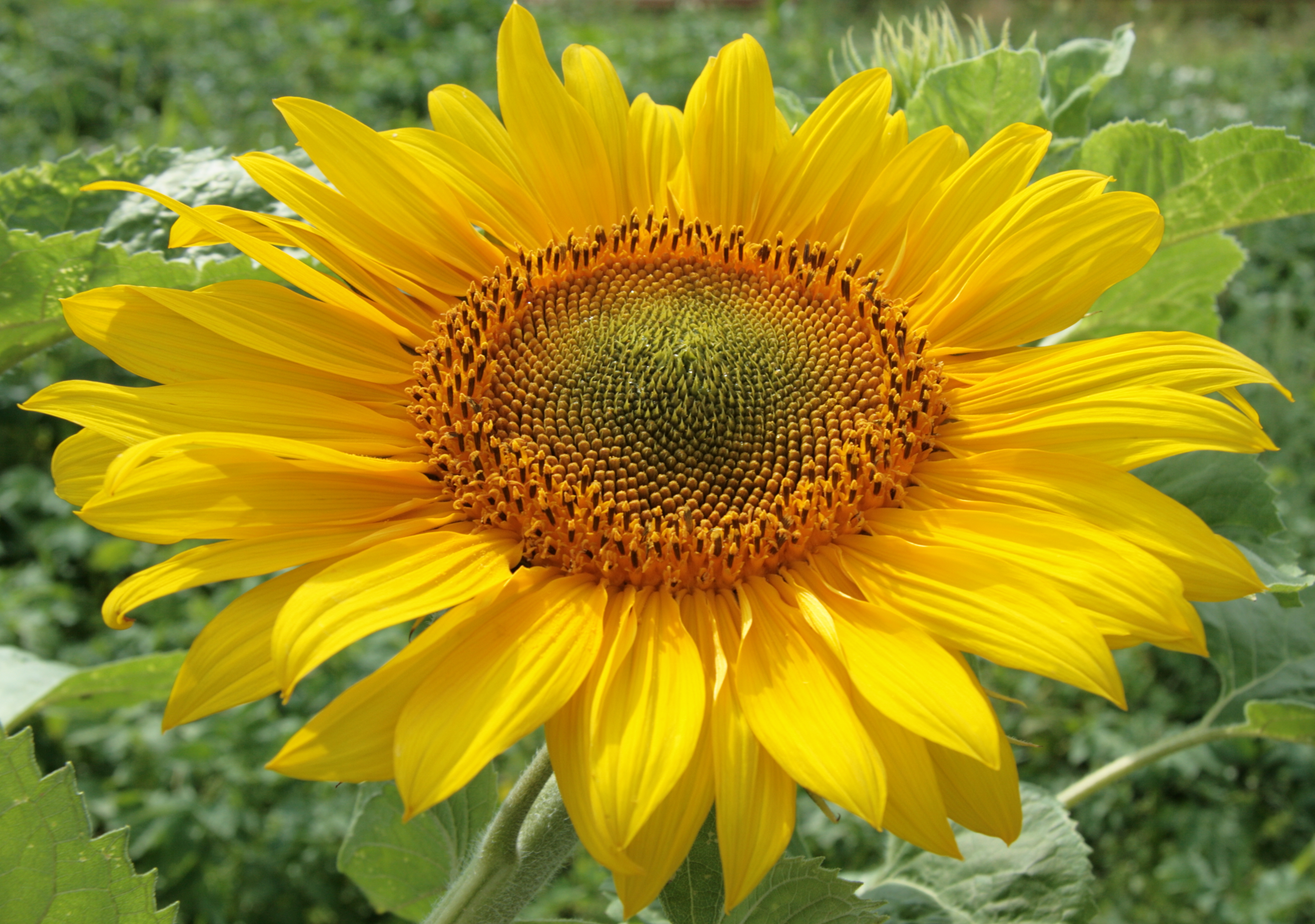 Sunflower 2009 07 23 4401