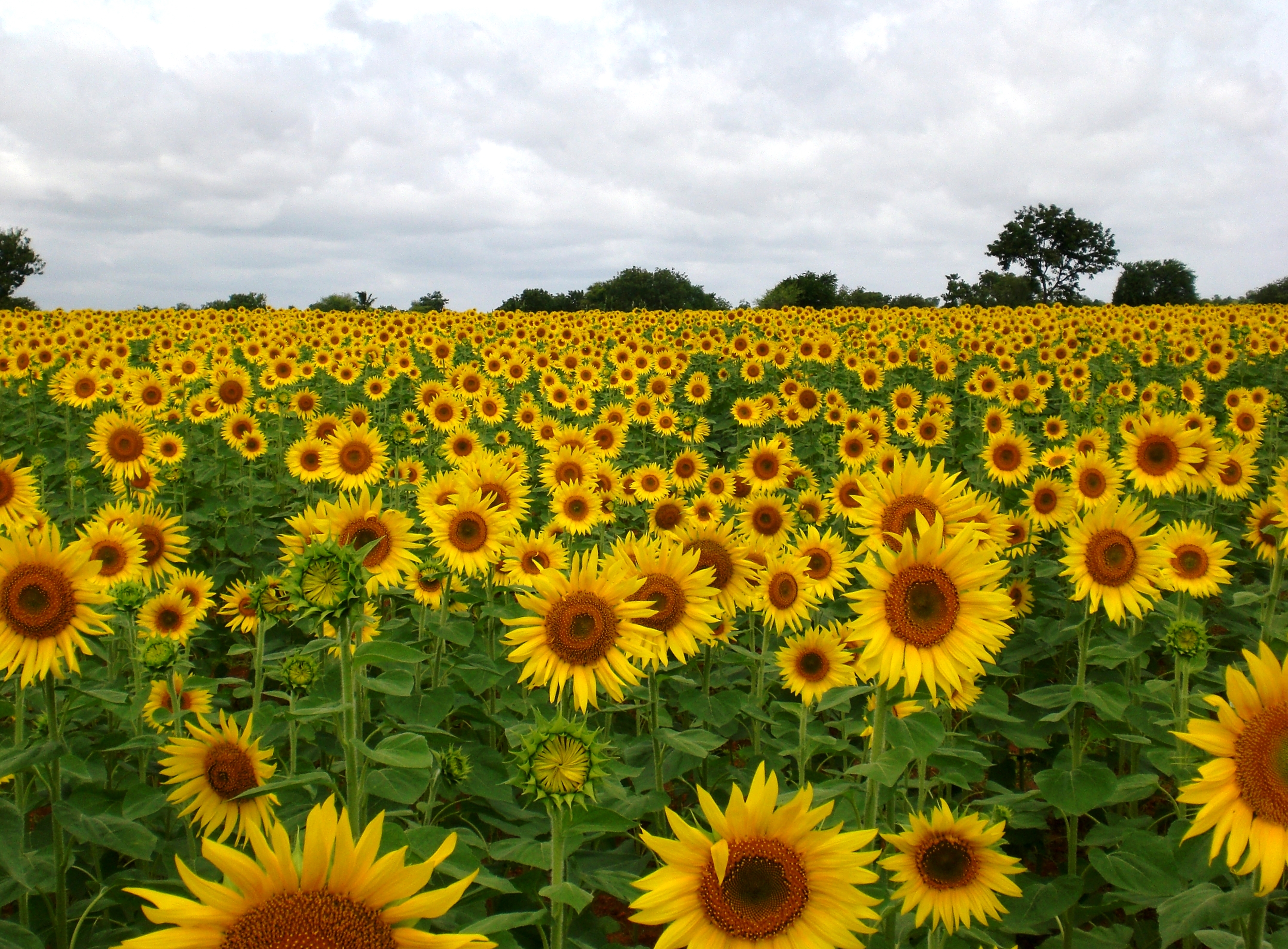 Sunflower Field near Raichur, India