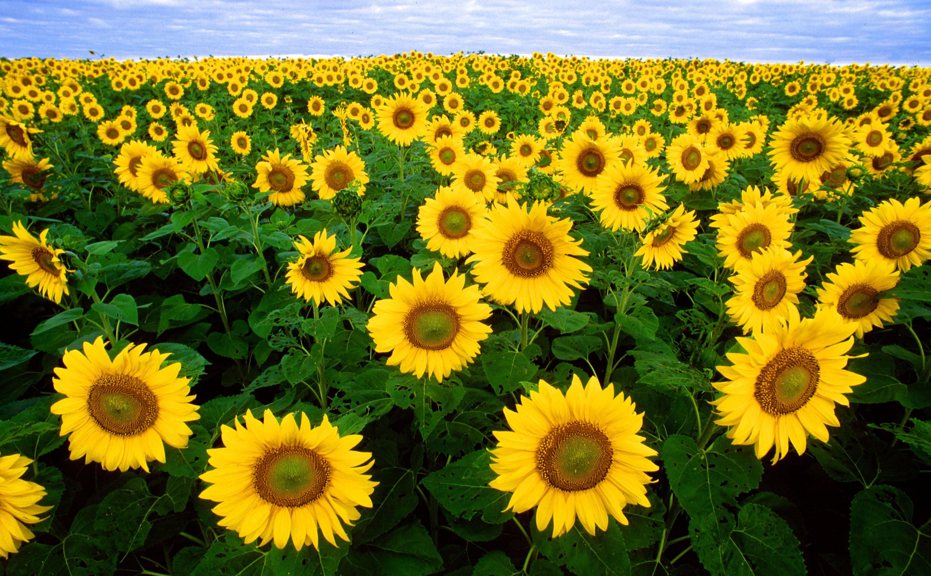 Sunflowers helianthus annuus
