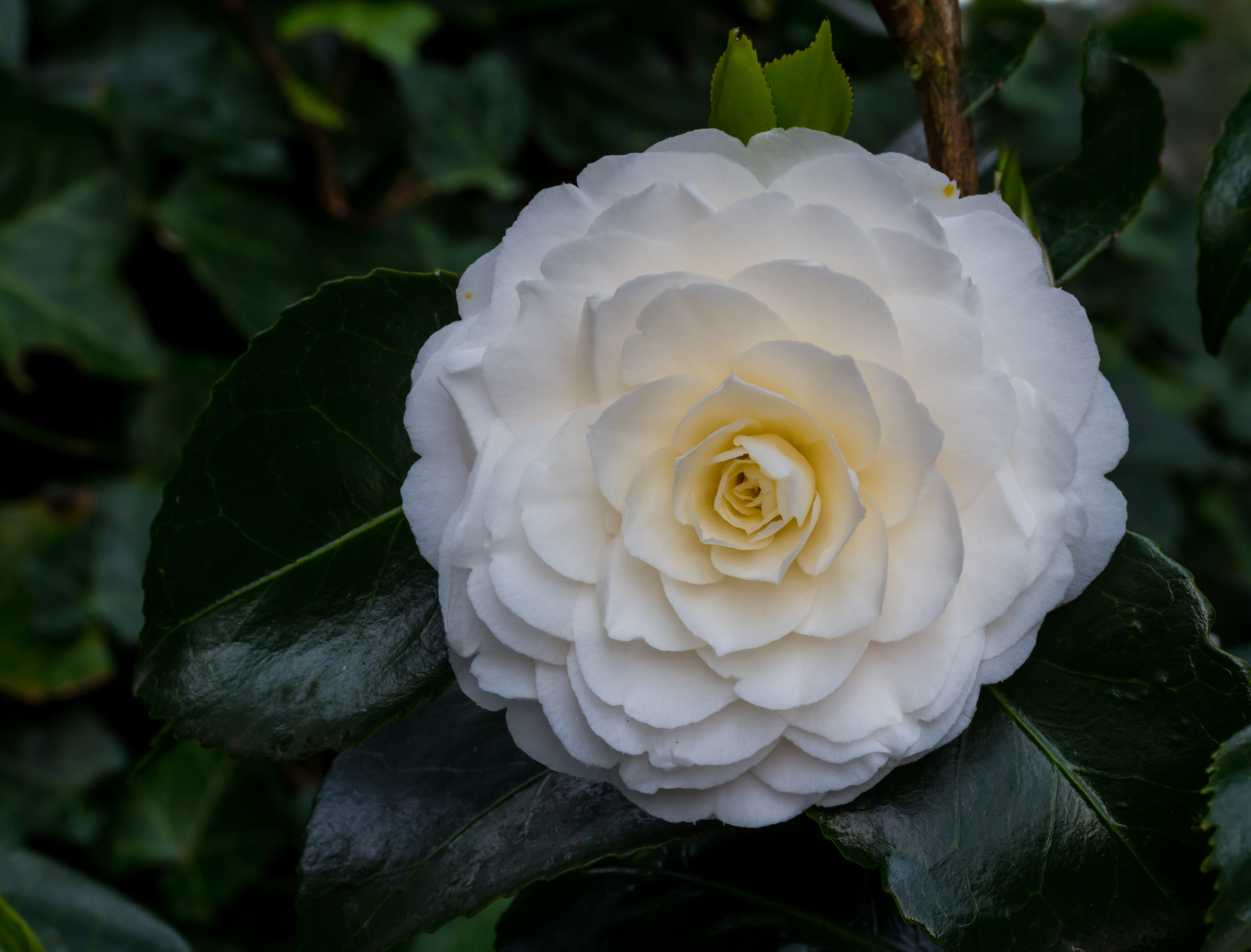Tere schoonheid van de Camellia × williamsii 'Jury's Yellow' bloem. Locatie, Tuinreservaat Jonker vallei 02
