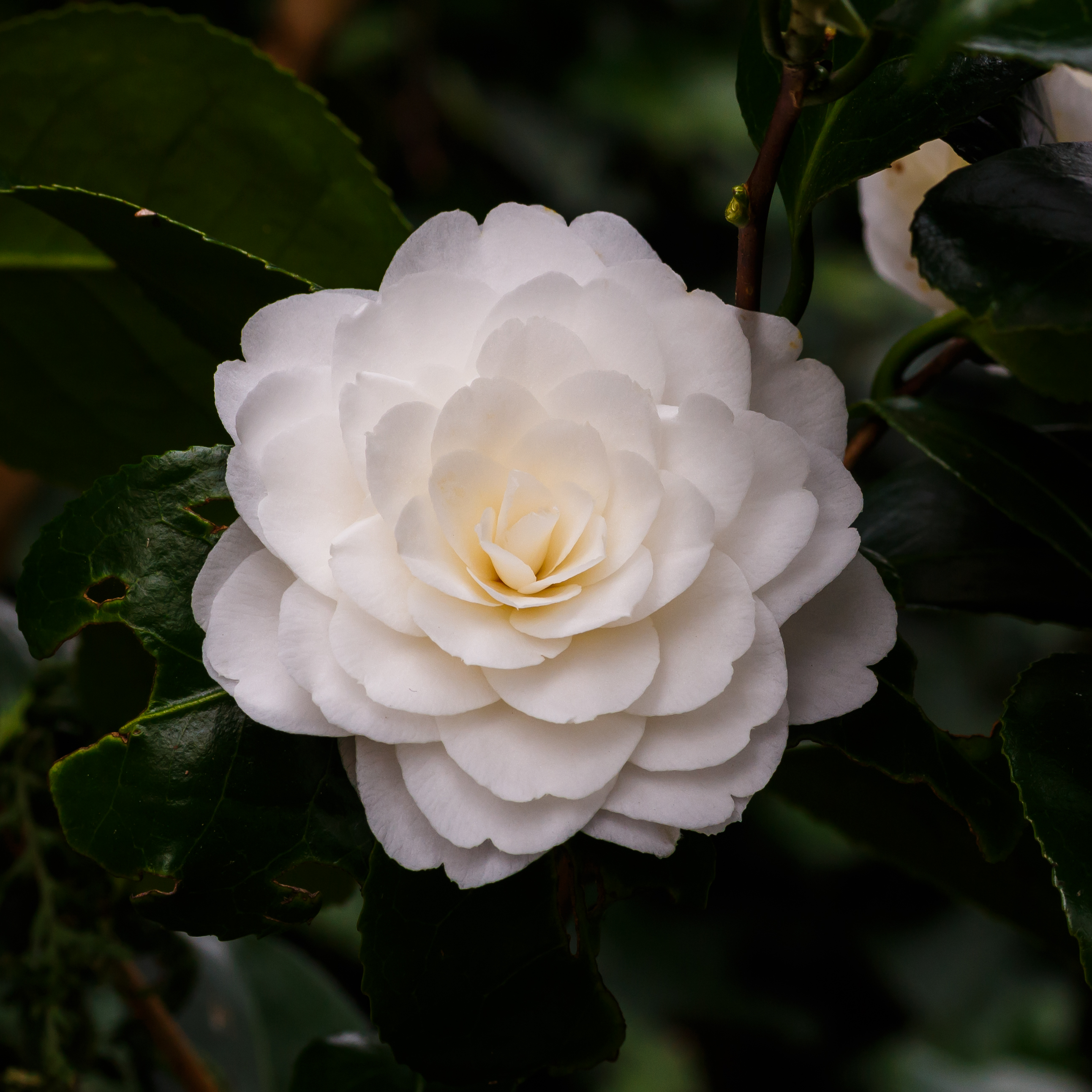 Tere schoonheid van de Camellia × williamsii 'Jury's Yellow' bloem. Locatie, Tuinreservaat Jonker vallei 04