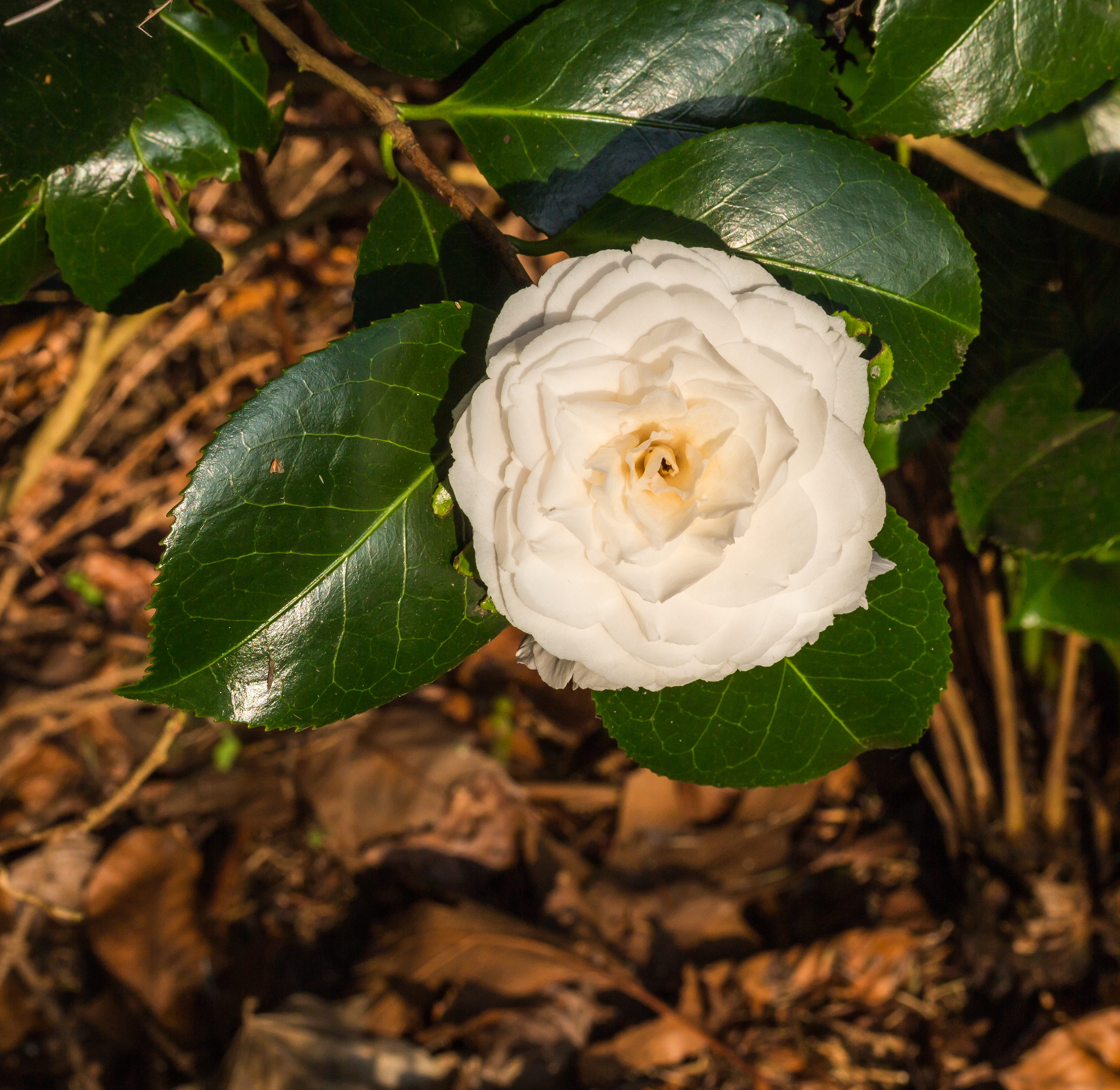 Tere schoonheid van de Camellia × williamsii 'Jury's Yellow' bloem 01
