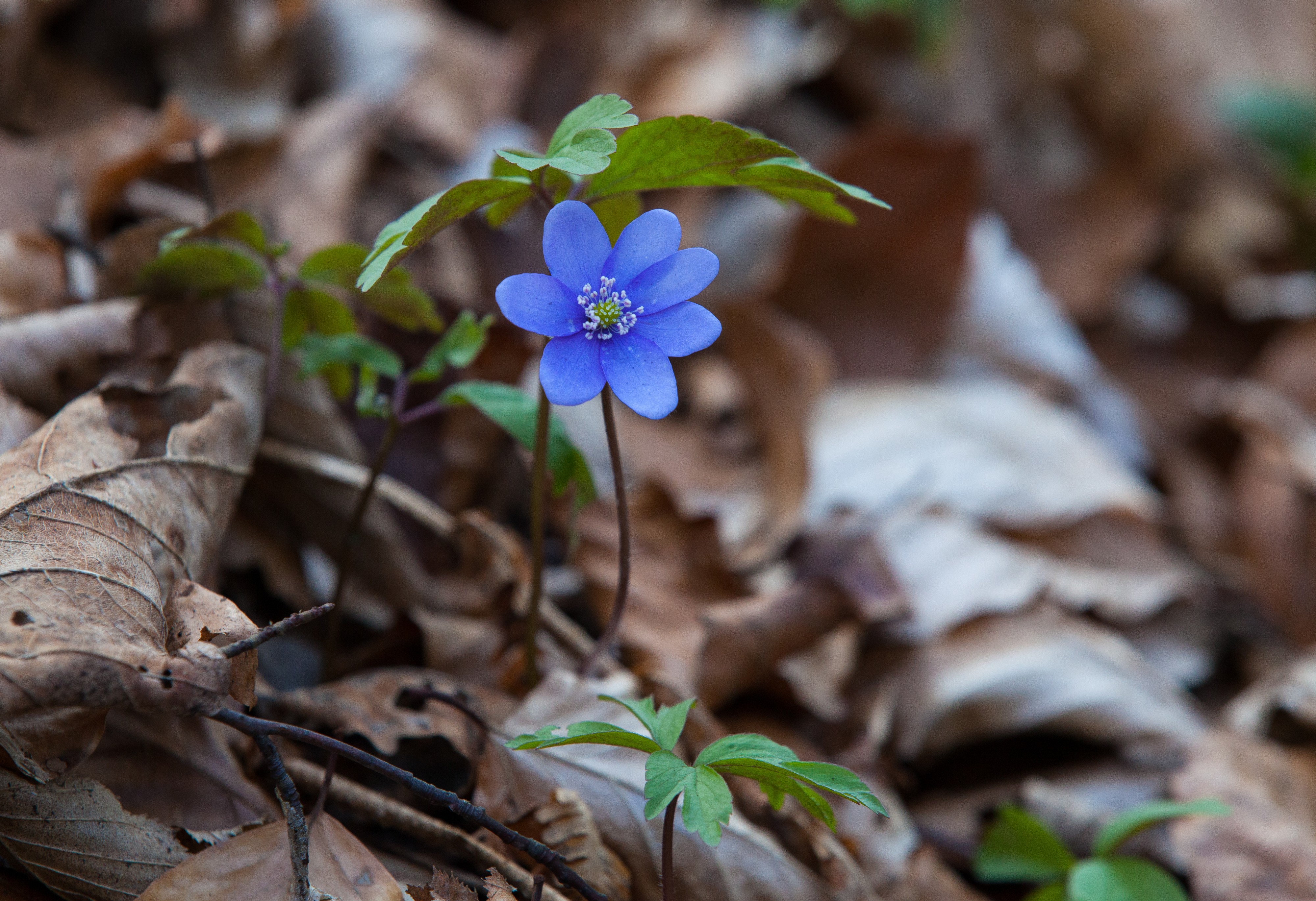 a blue flower in a forest in Lviv region of Ukraine in March 2014