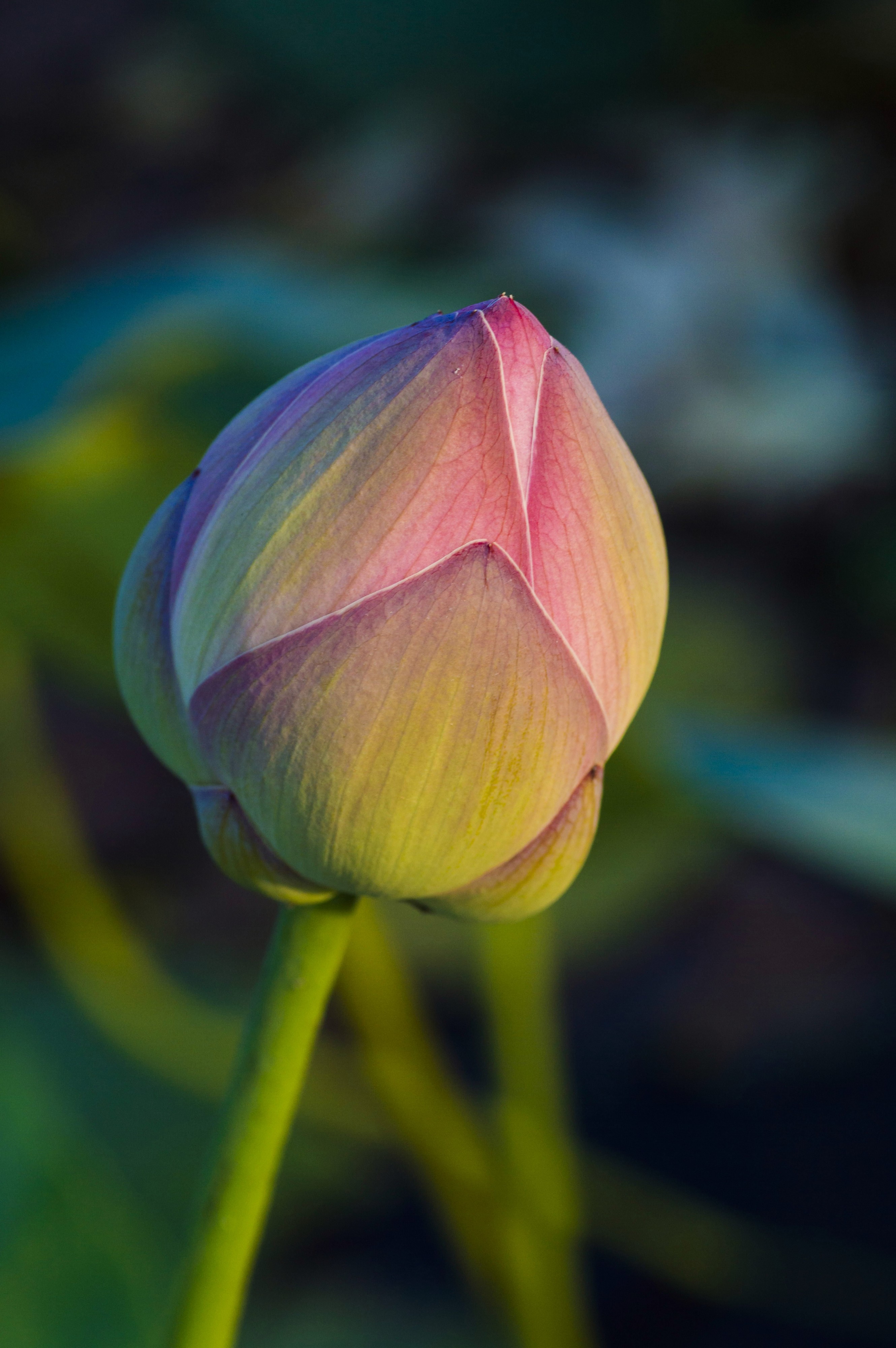 A lotus bud shot on a winter late noon