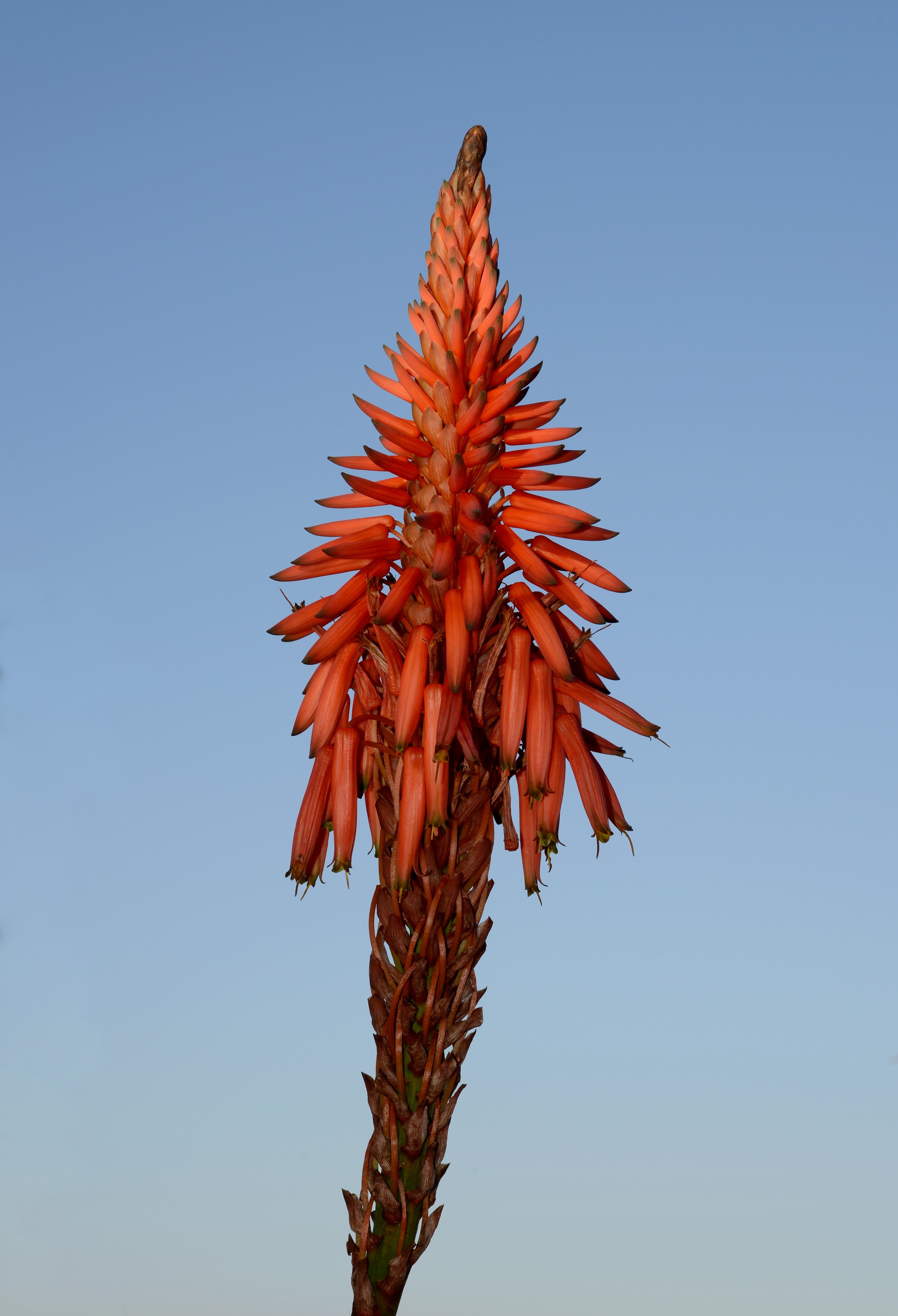 Aloe December 2014-1