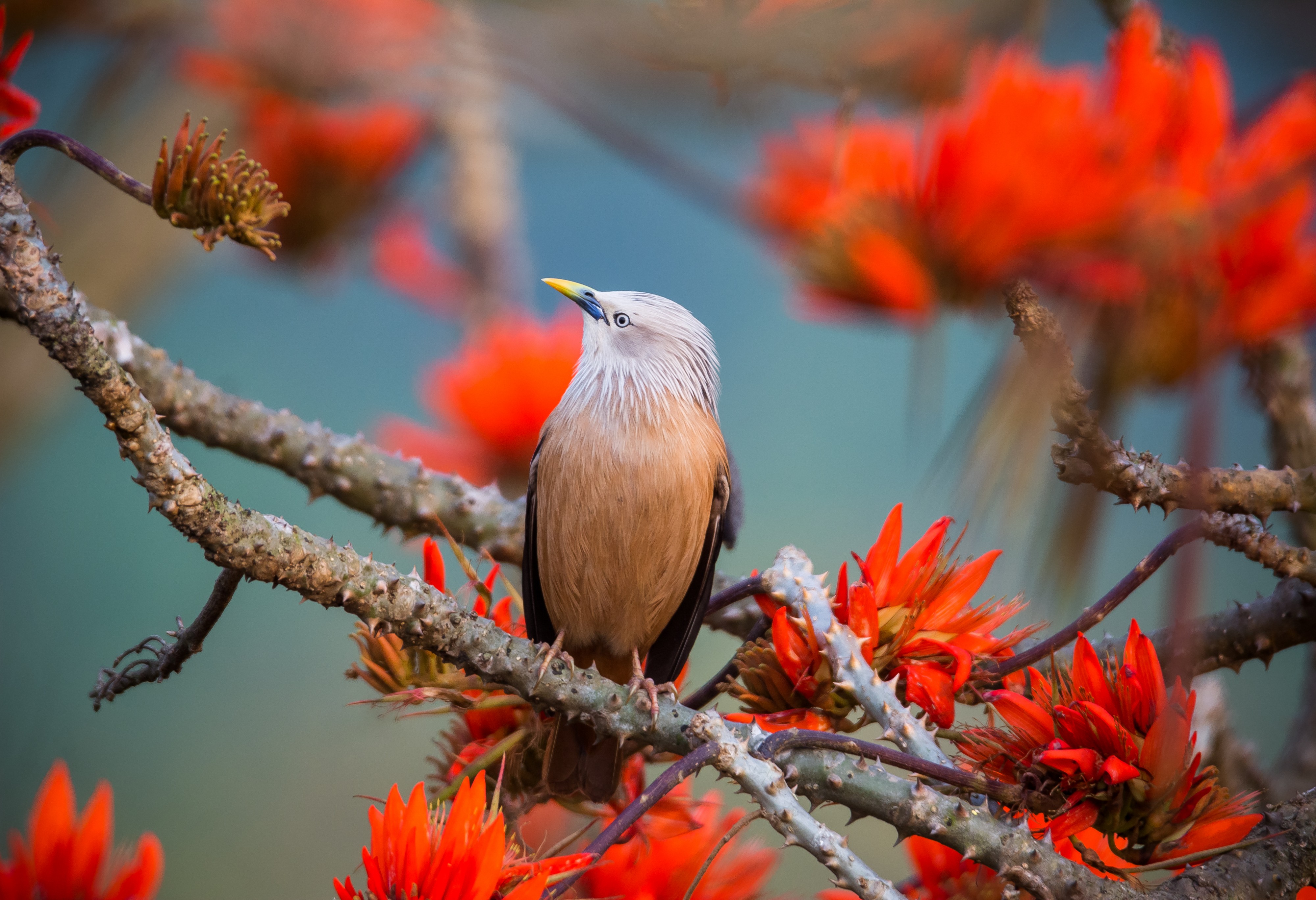 Chestnut-headed Starling magestic